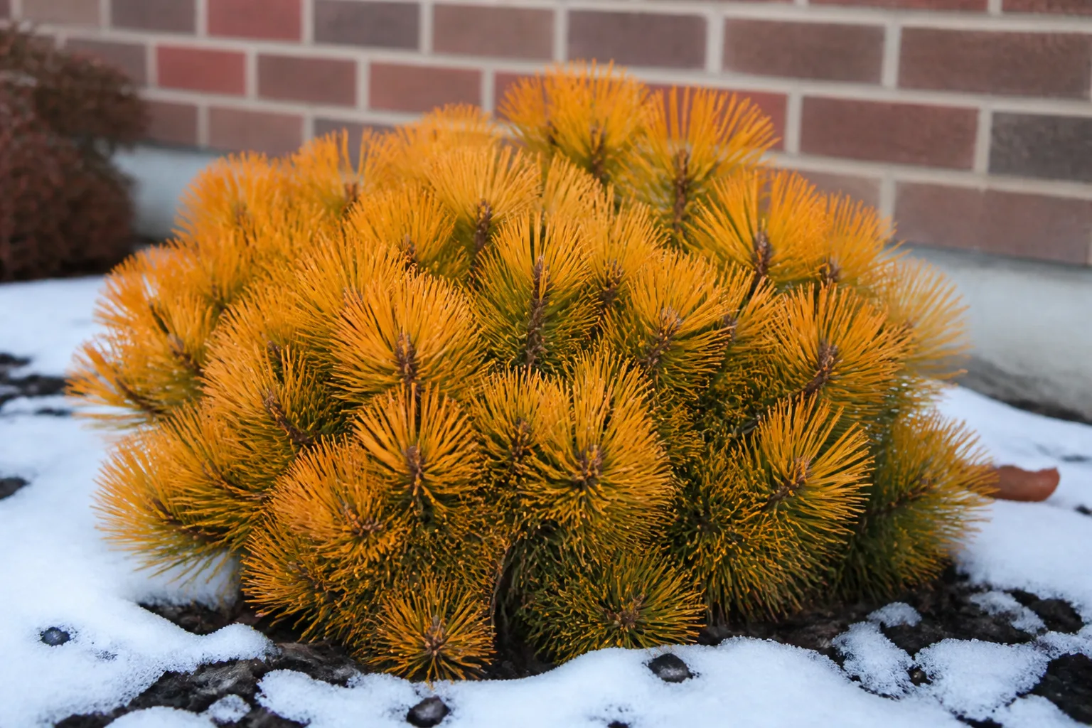 Mugo pine Carstens with golden winter needles in a foundation planting