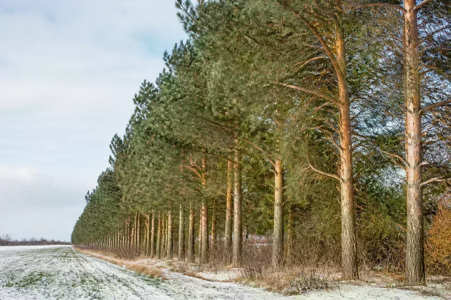 Scots pine windbreak row with orange-barked trunks along a snowy field edge