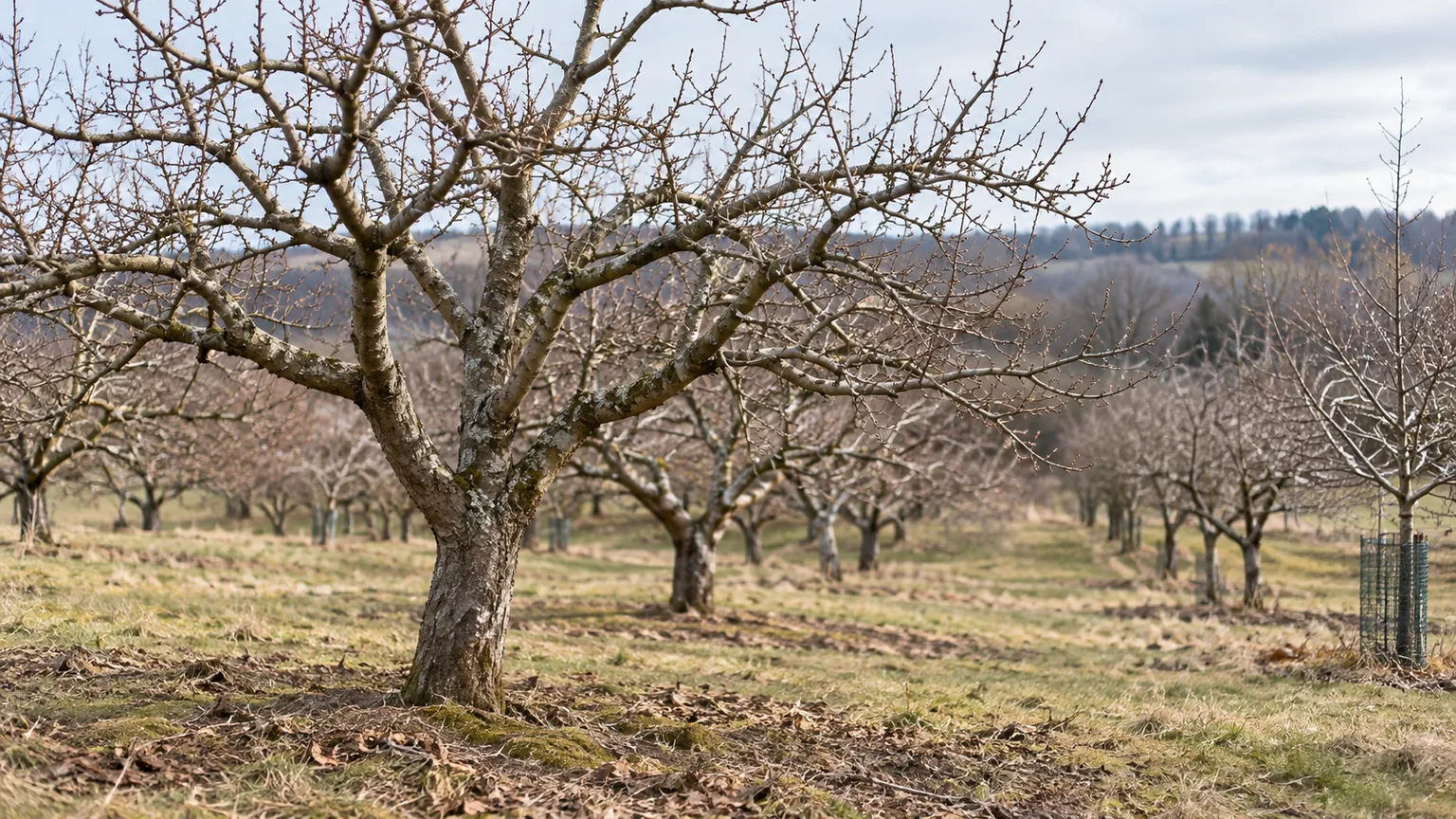 Dormant fruit trees in a late-winter orchard, with a mesh guard protecting a young trunk
