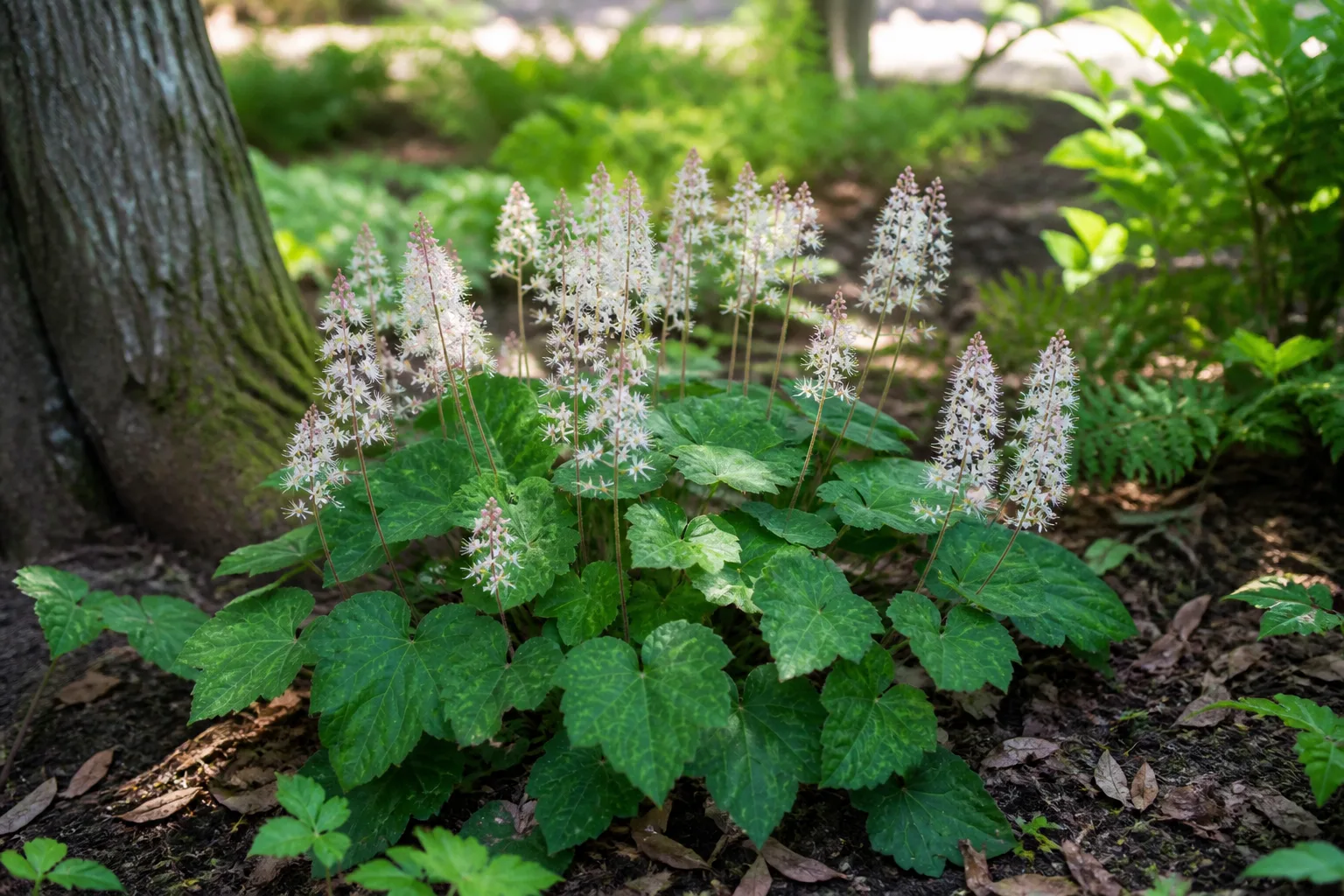 Heartleaf foamflower with white spring flowers in woodland shade