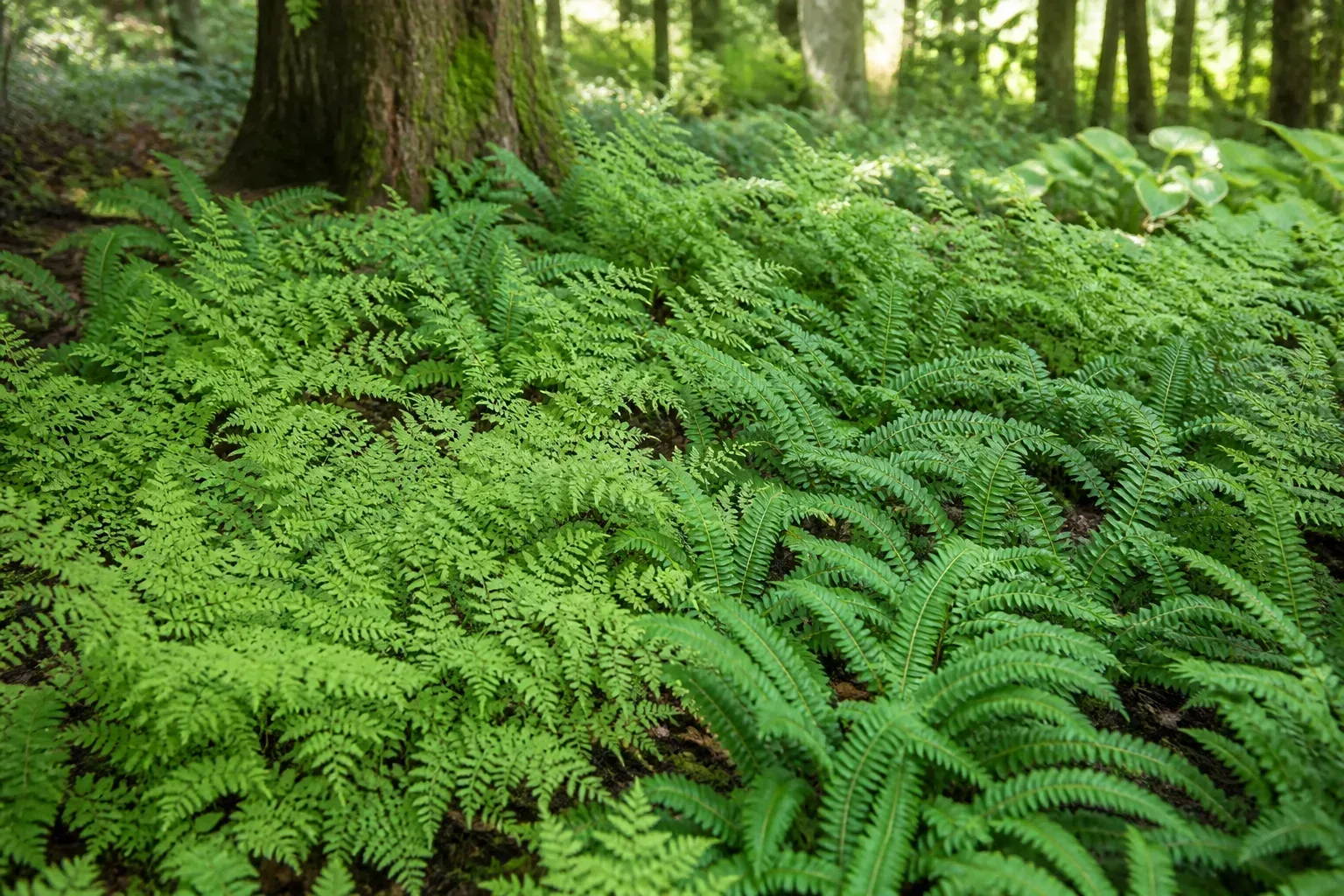 Native ferns forming textured woodland groundcover