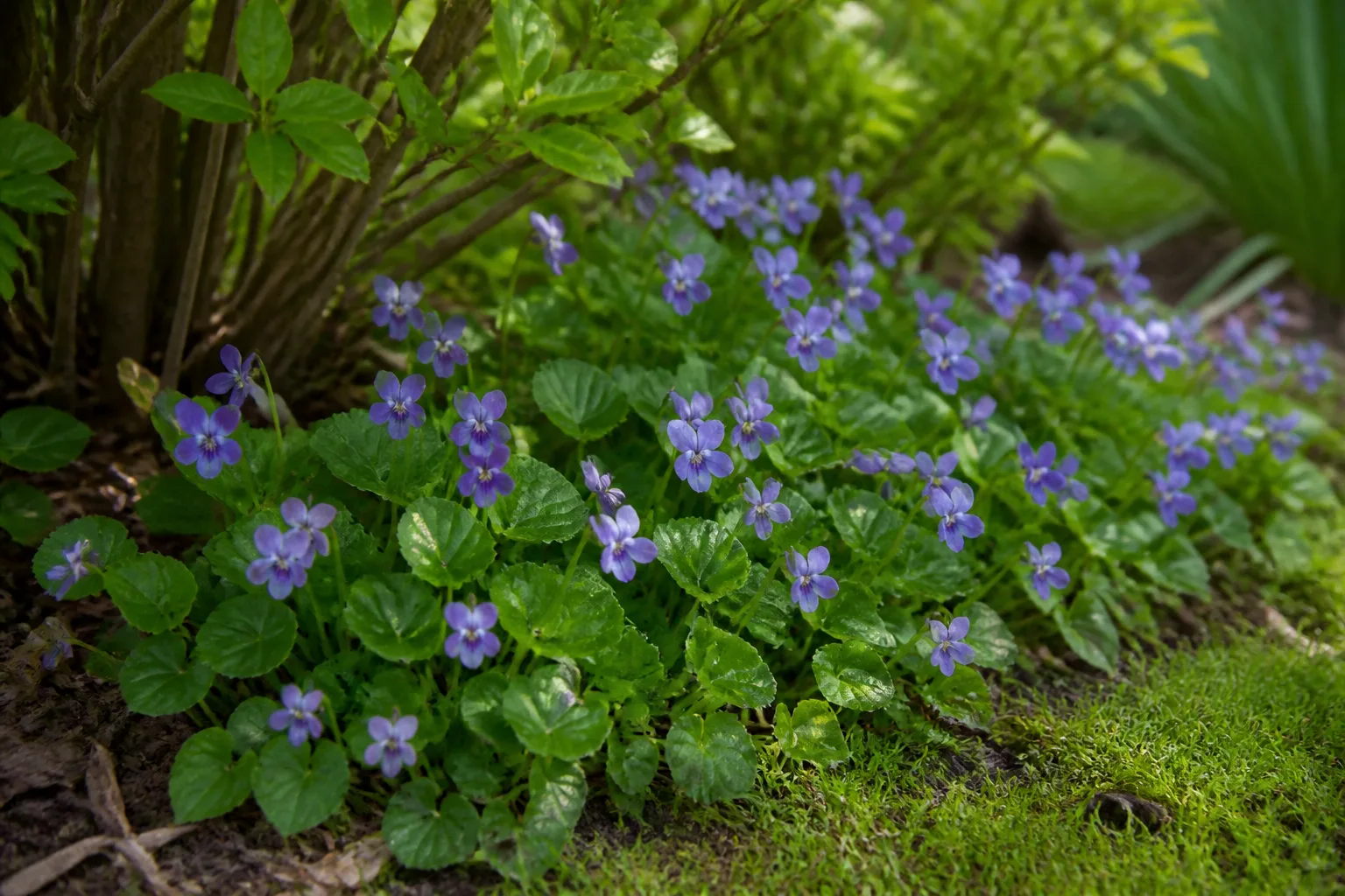 Common blue violet naturalizing in part shade