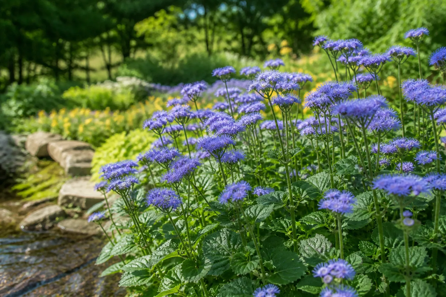 Blue mistflower with fuzzy blue-violet summer flowers