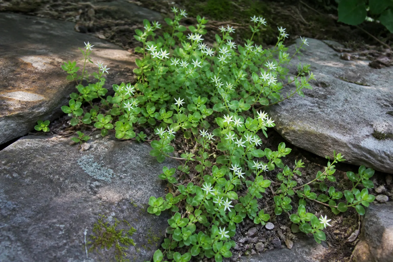 Woodland stonecrop filling rocky partly shaded soil between stones