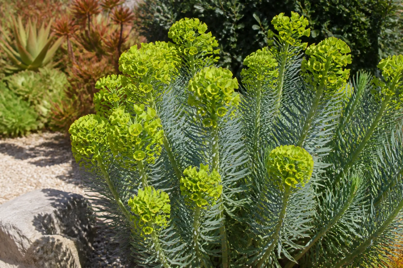 Mediterranean euphorbia with blue-green stems and chartreuse blooms in a dry gravel border