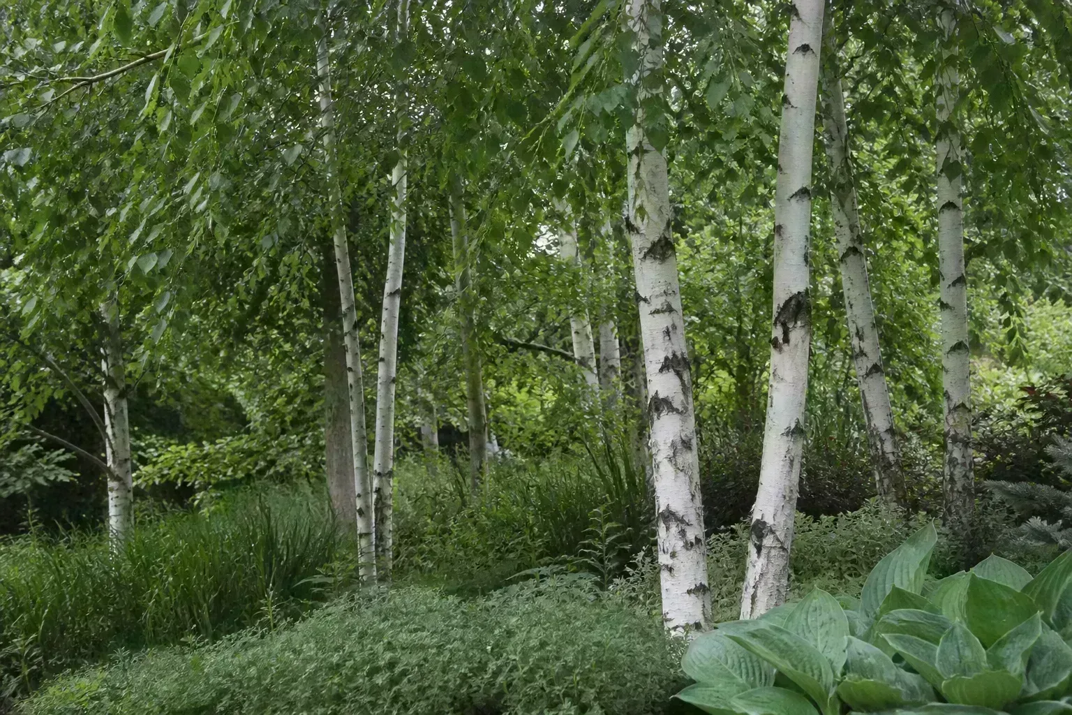 Silver birch trees with white peeling bark and green summer foliage in a cool-climate garden