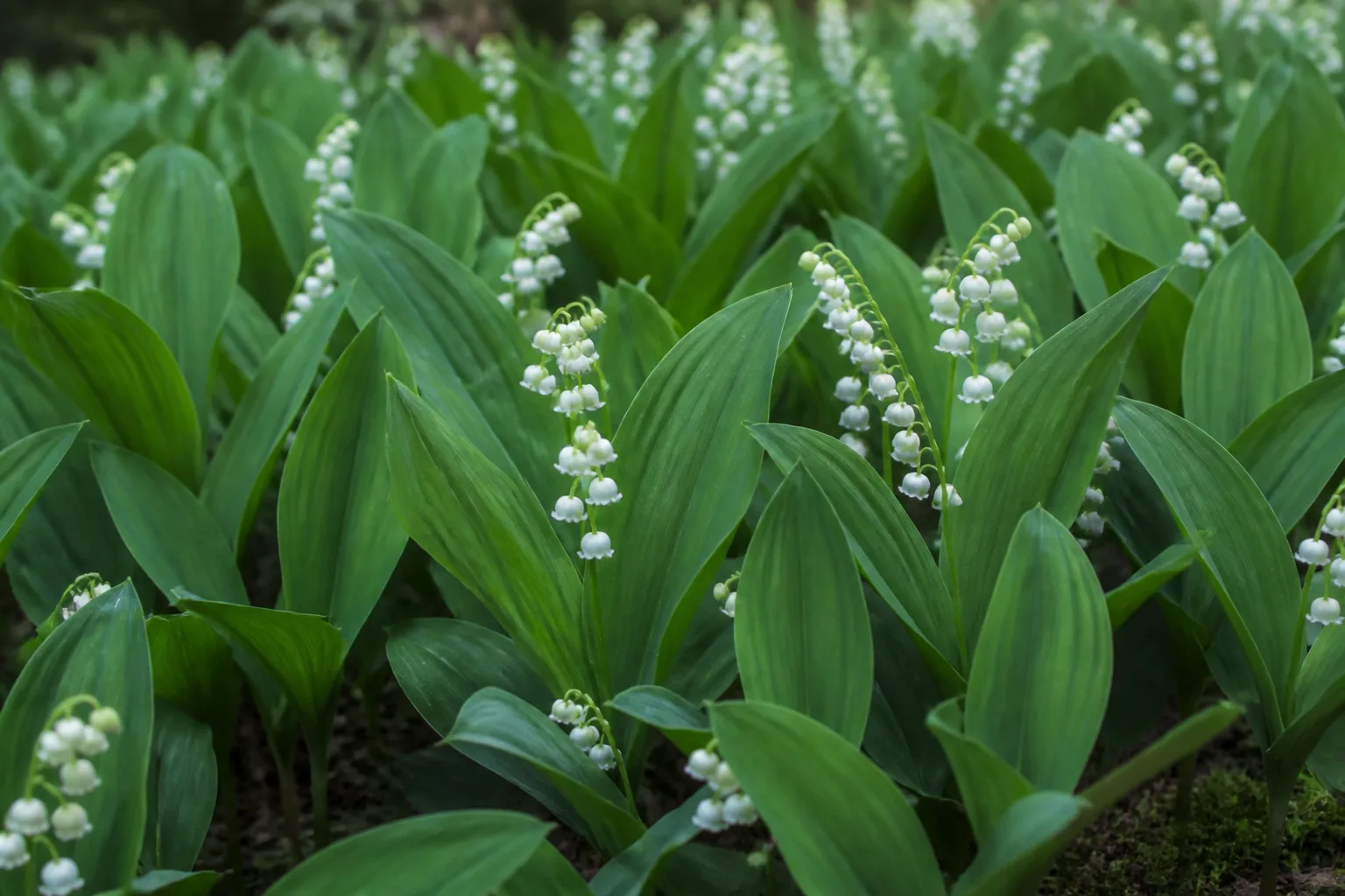 Lily of the valley with white bell-shaped flowers and dense green leaves in a shaded woodland garden