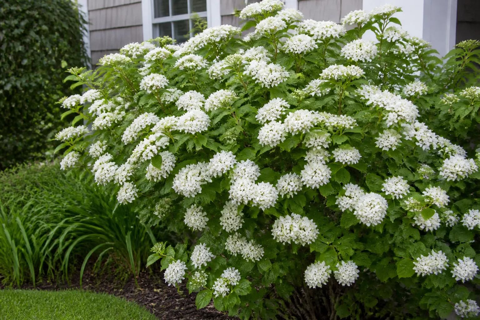 White spring flower clusters on a fast-growing viburnum hedge shrub