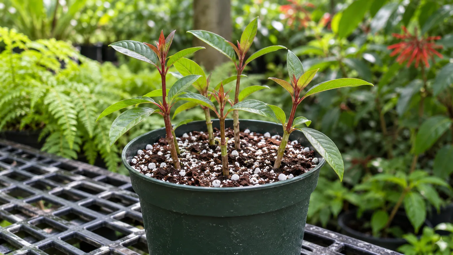 A healthy semi-hardwood firebush cutting set into a small pot of airy propagation mix in bright shade
