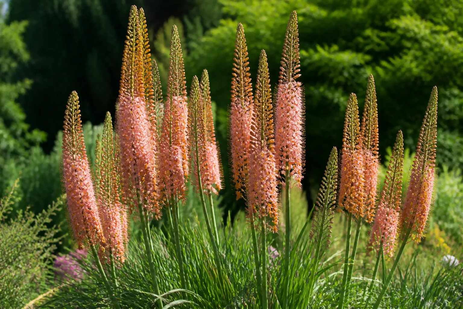 Tall foxtail lily spires with densely packed pink-orange flowers