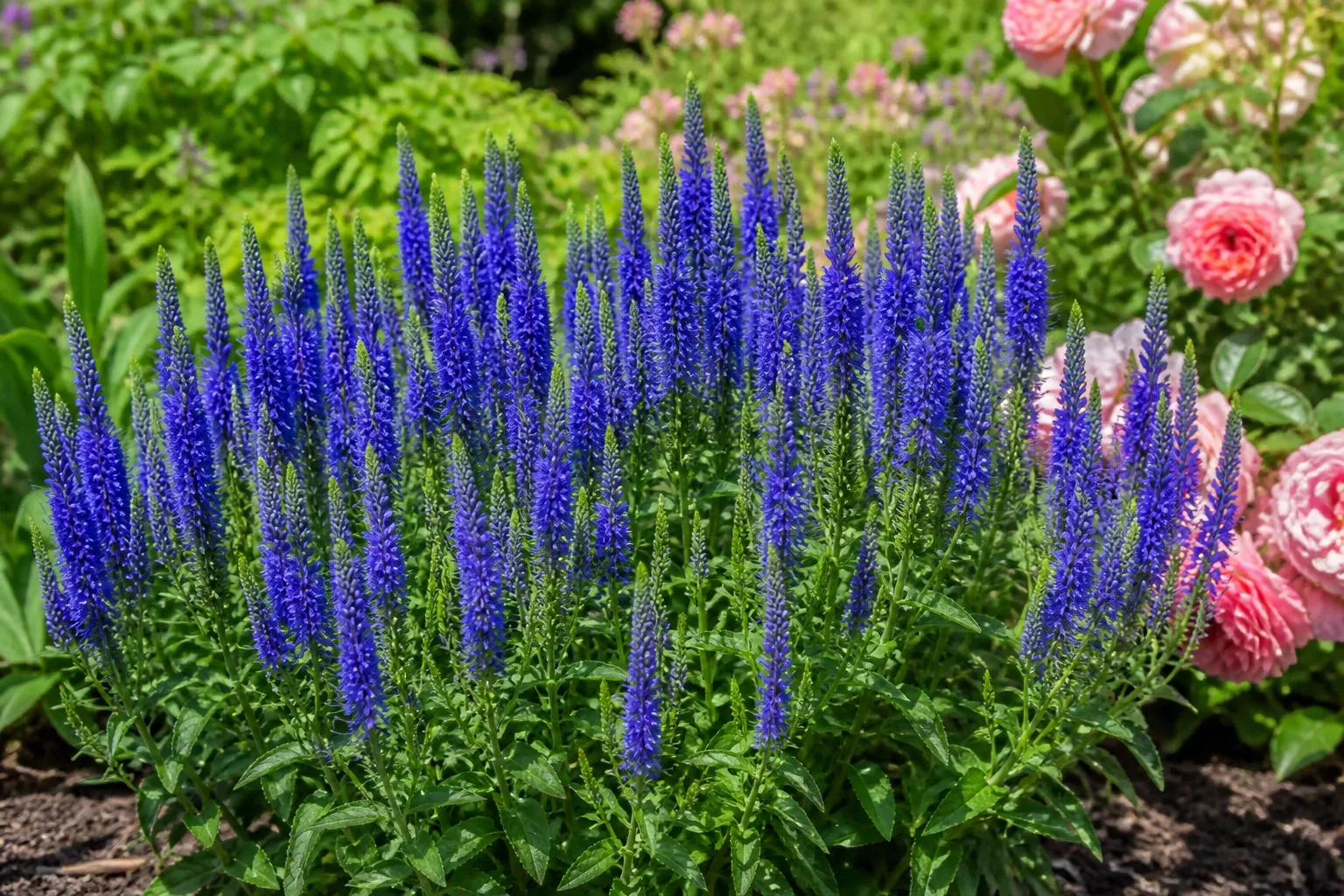 Spiked speedwell with upright royal blue flower racemes