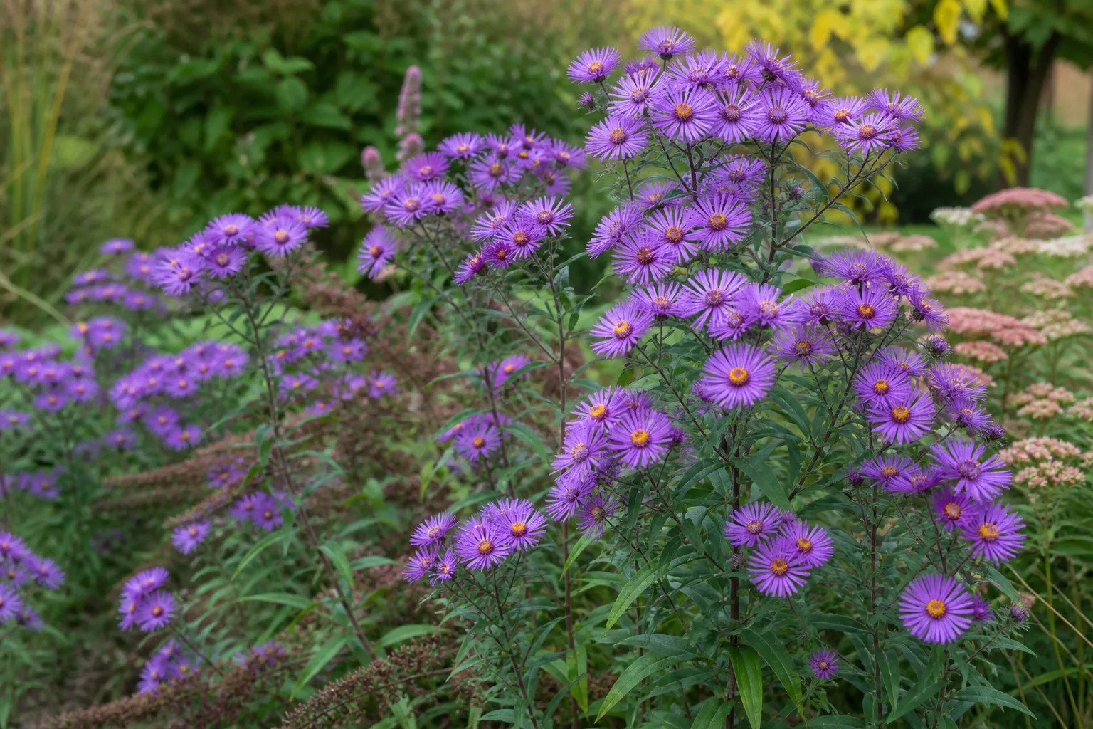 Purple New England aster daisy flowers with yellow centers in a fall garden bed