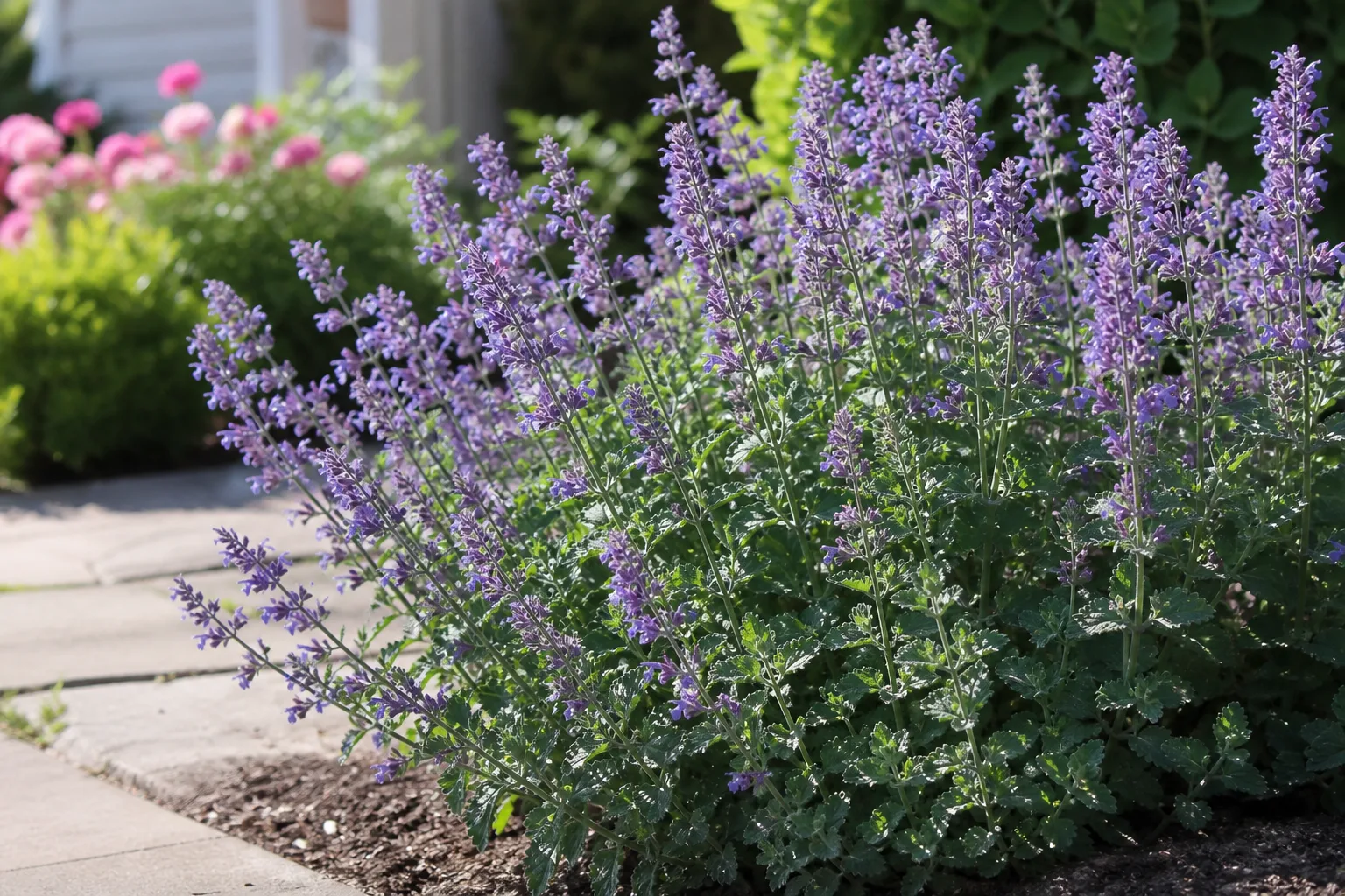 Catmint with gray-green aromatic foliage and lavender-blue flower spikes in a sunny border