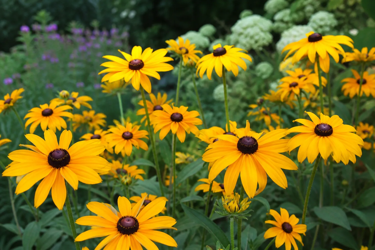 Golden black-eyed Susan flowers with dark brown centers in a summer meadow border