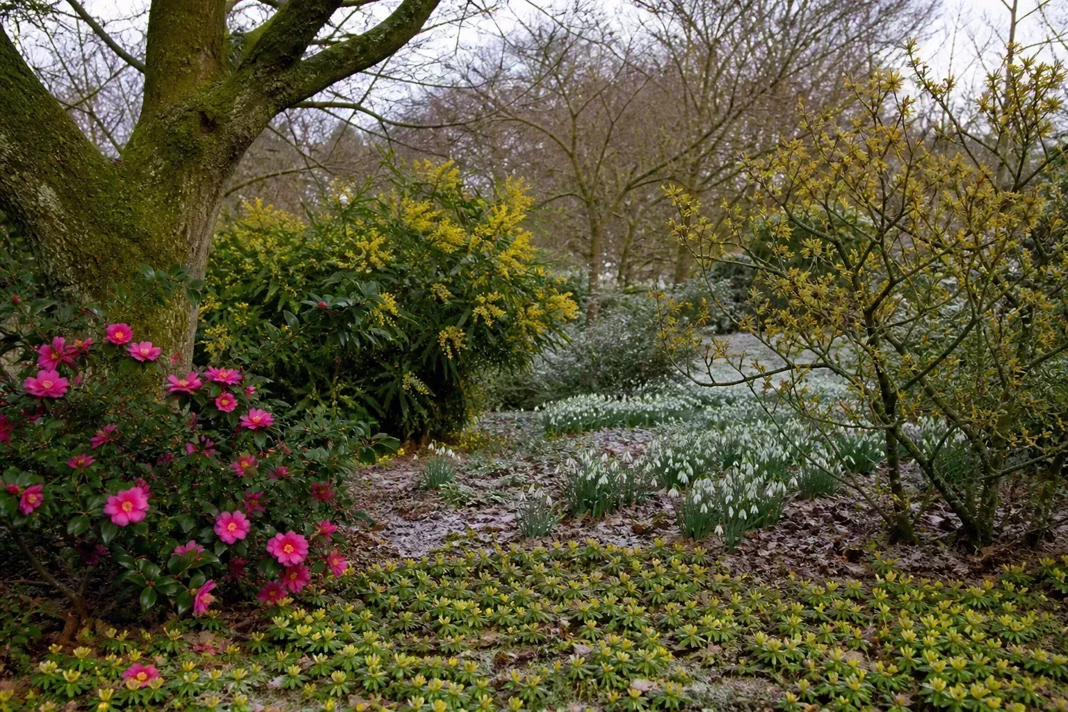 Mixed January winter garden with camellia, mahonia, snowdrops, witch hazel, and winter aconite in bloom