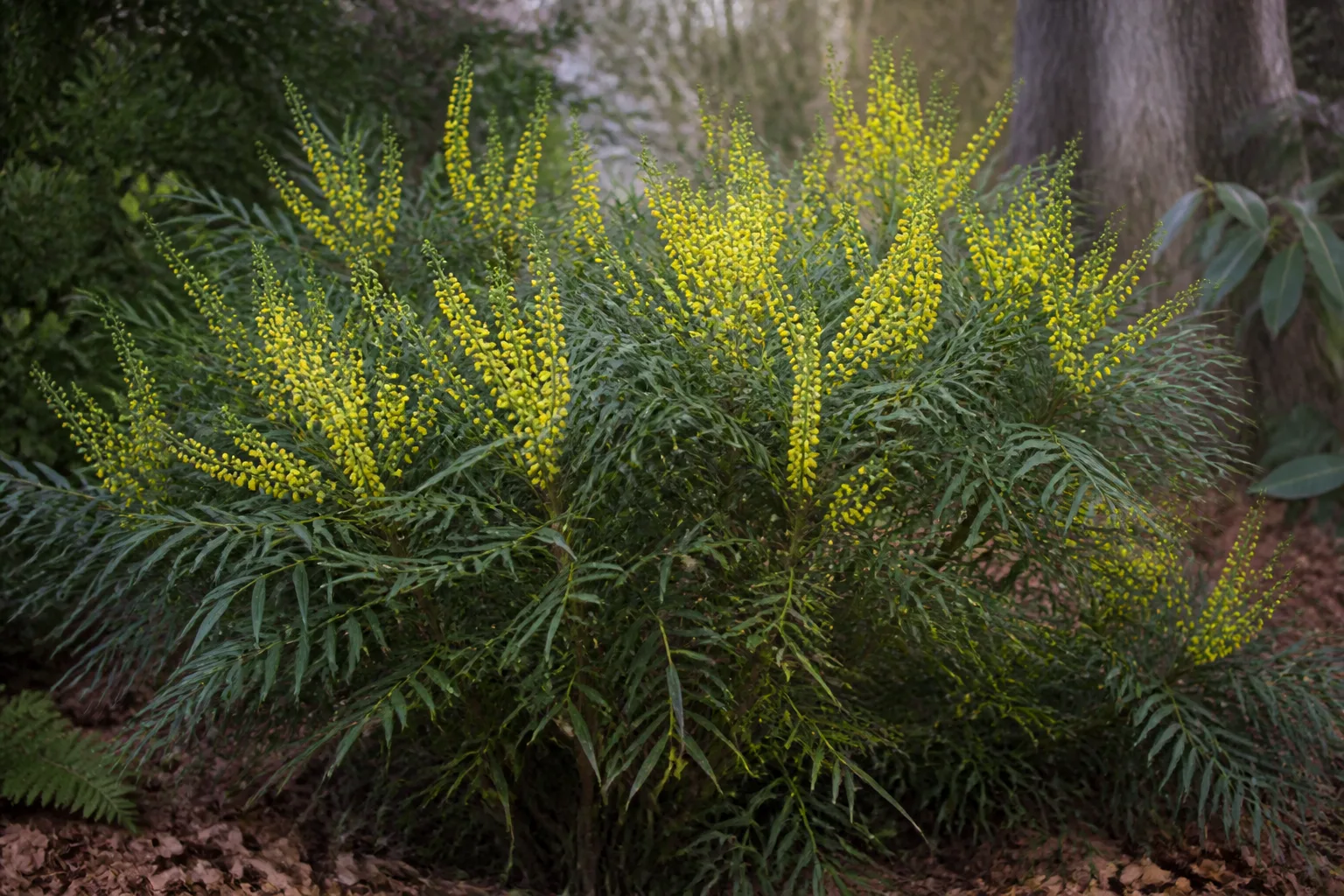 Soft Caress mahonia with yellow winter flower spikes and fine evergreen foliage
