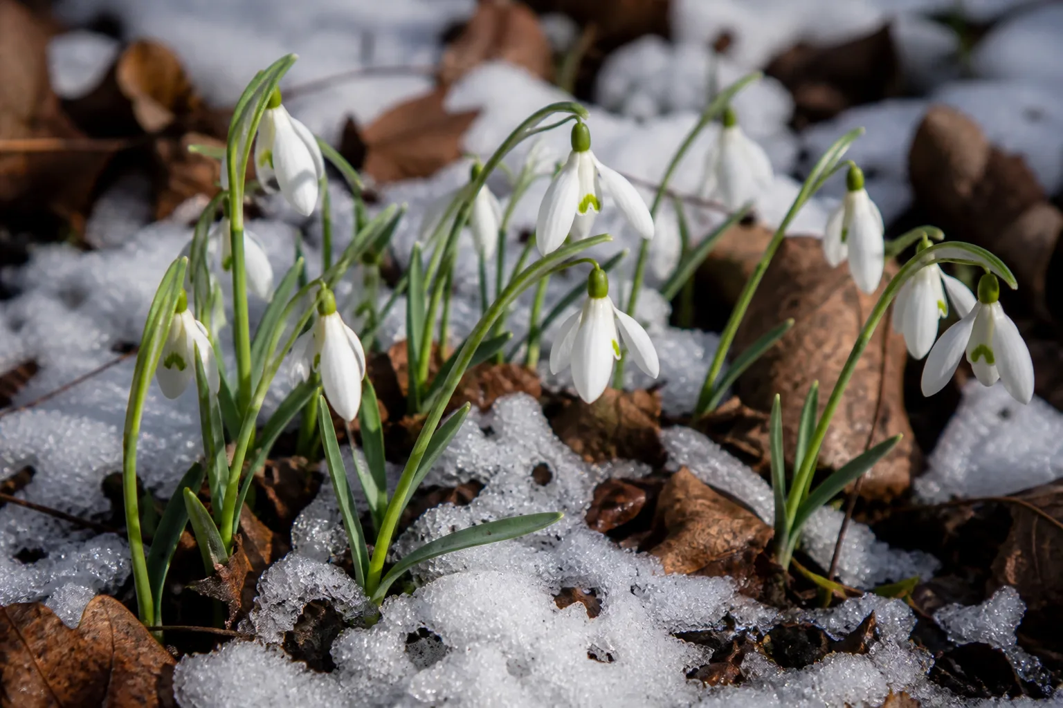 Snowdrops and early winter bulbs emerging through cleared mulch in a dormant flower bed