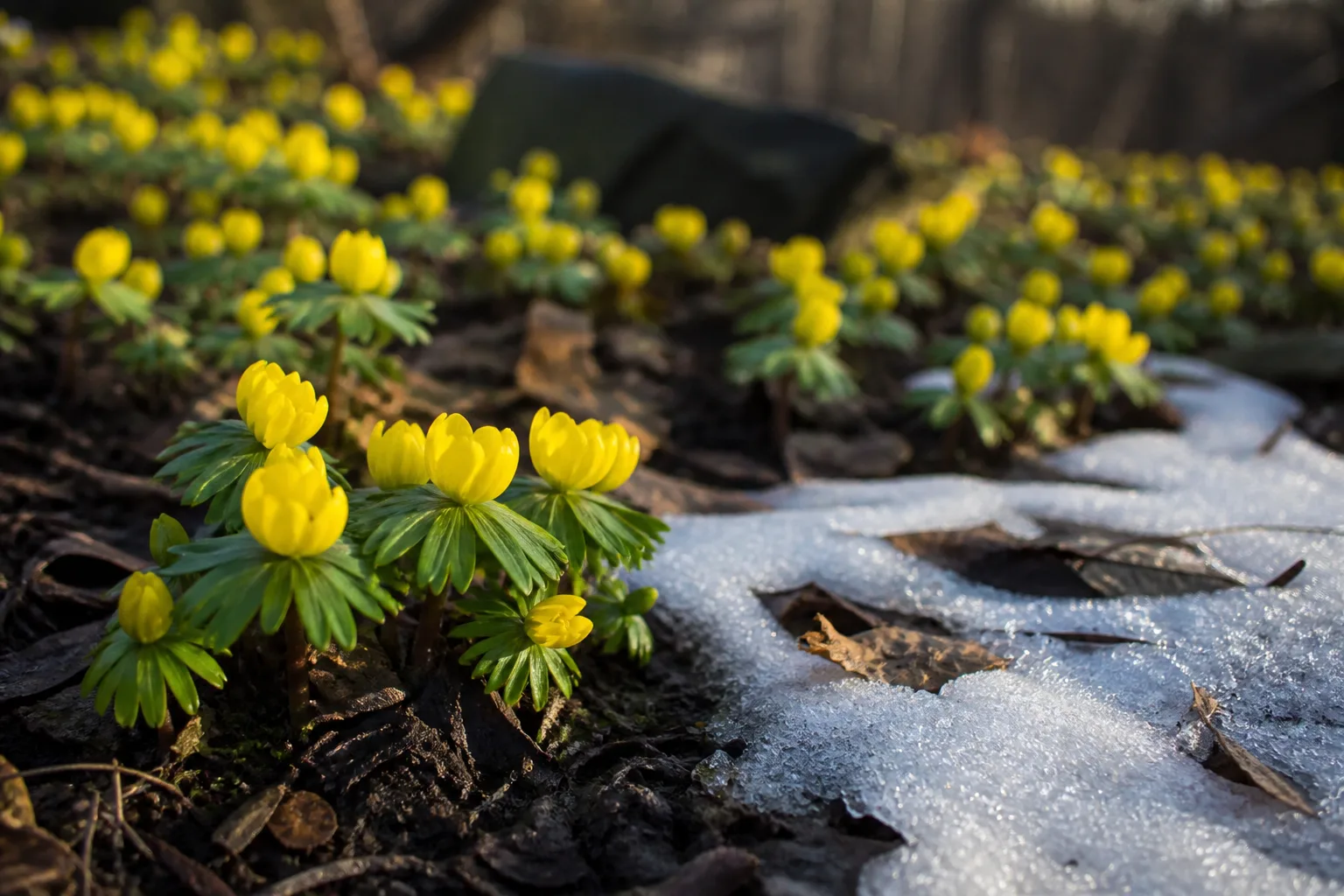 Winter aconite with bright yellow cup-shaped flowers and green bracts on the garden floor