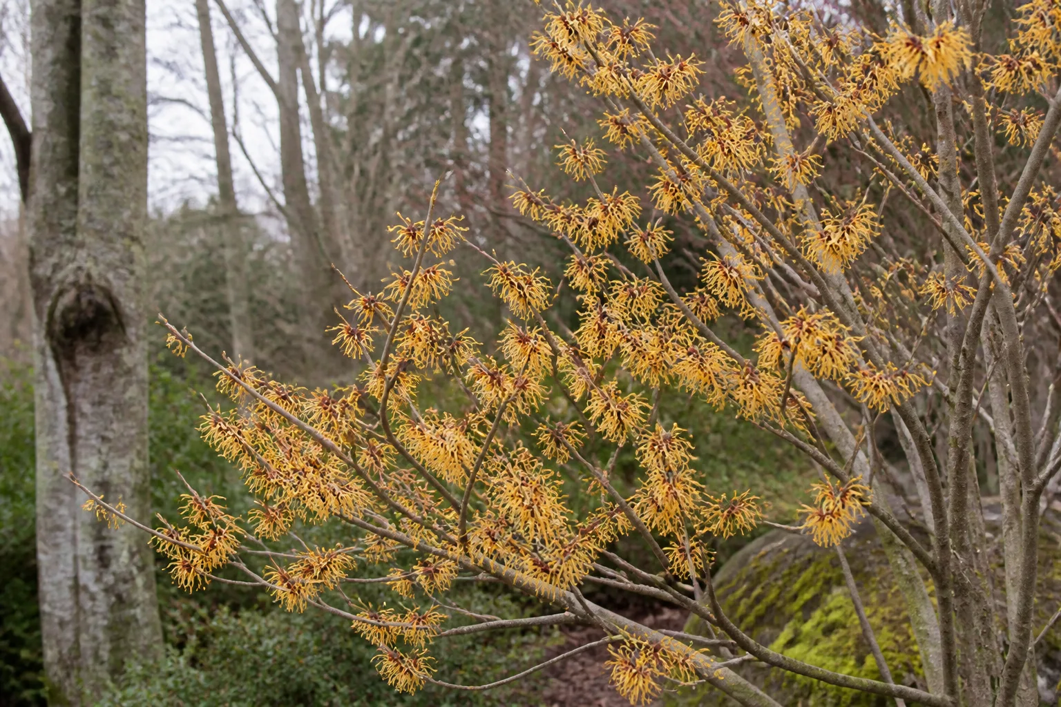 Witch hazel with spidery yellow-orange flowers on bare winter branches
