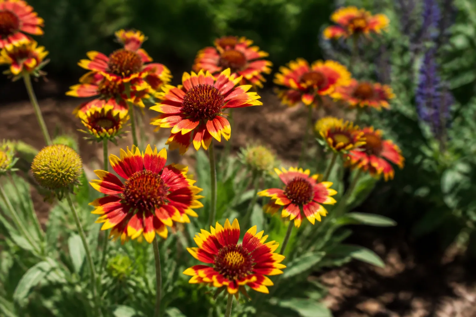 Red and yellow Gaillardia blanket flower daisies in a sunny perennial border