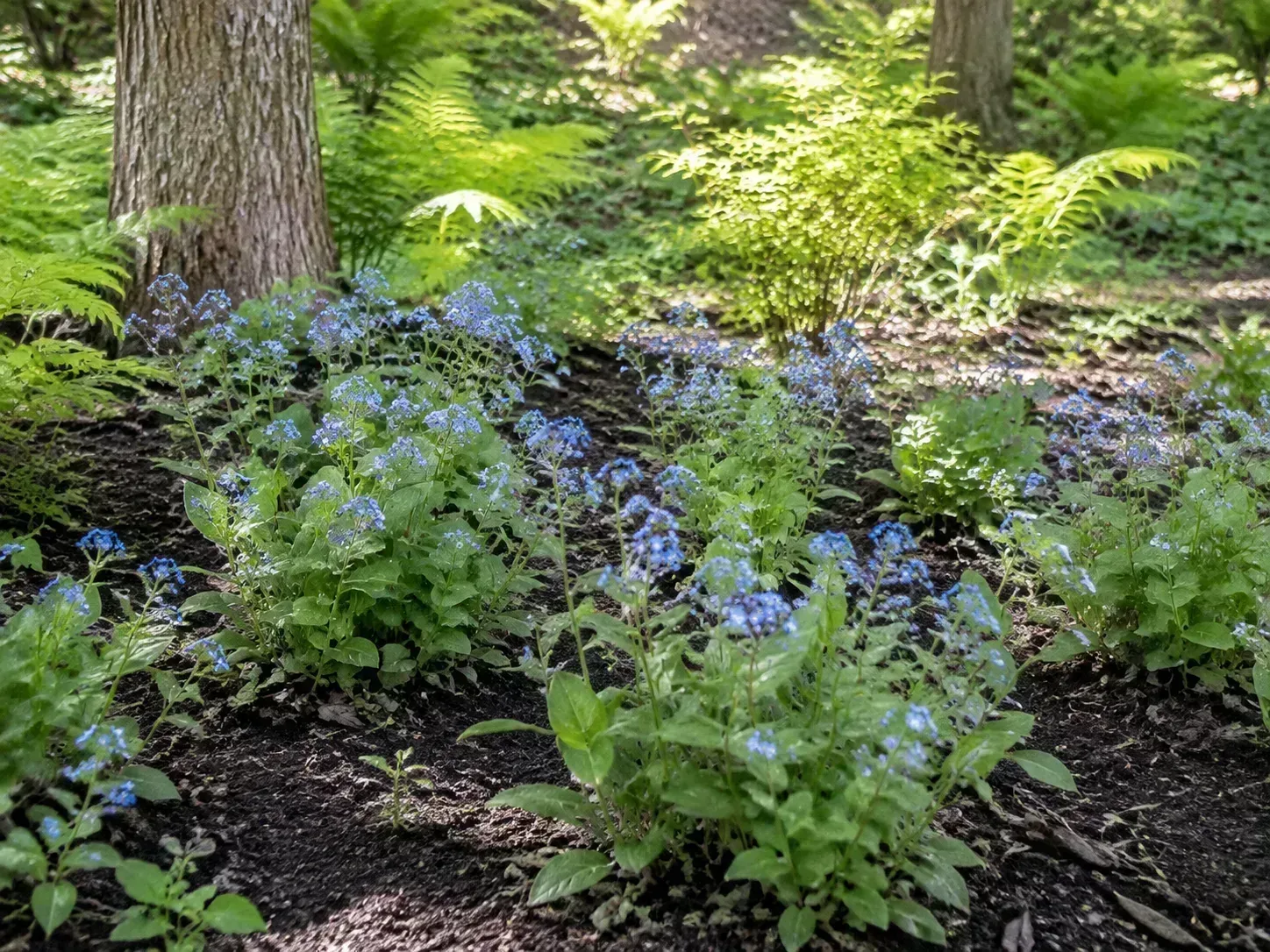 Woodland forget-me-nots growing in airy, dappled shade with moist but well-drained soil