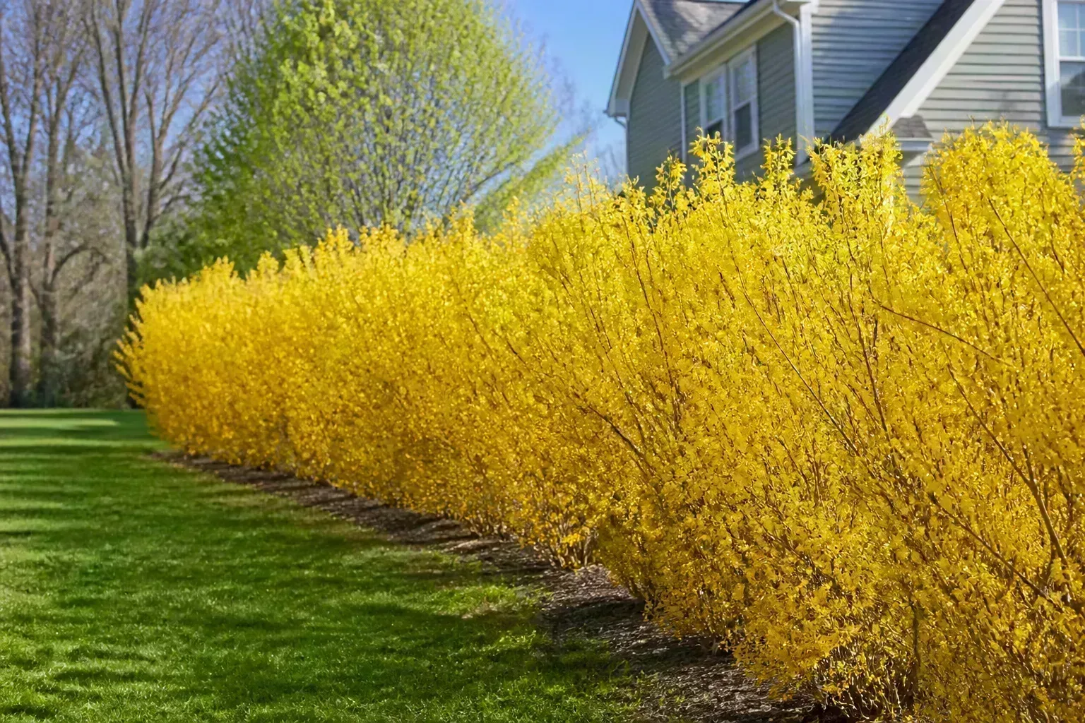 Dense flowering hedge row forming a living fence along a property boundary
