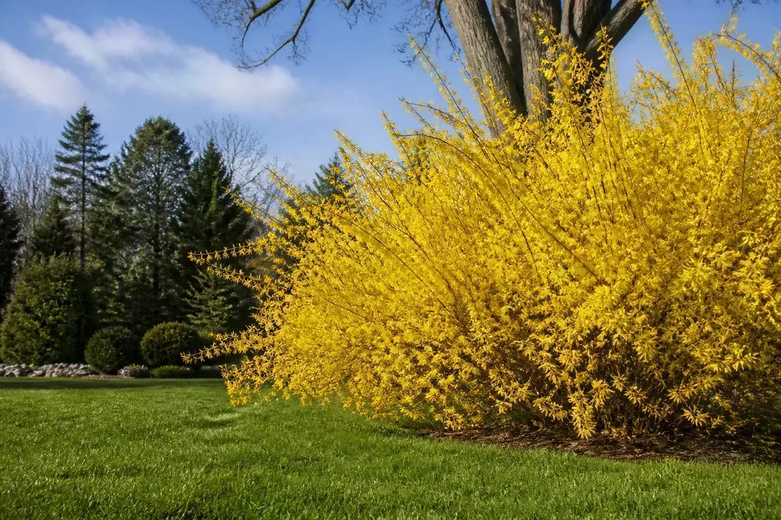 Forsythia shrub in full early spring bloom with bright golden-yellow flowers on bare arching branches