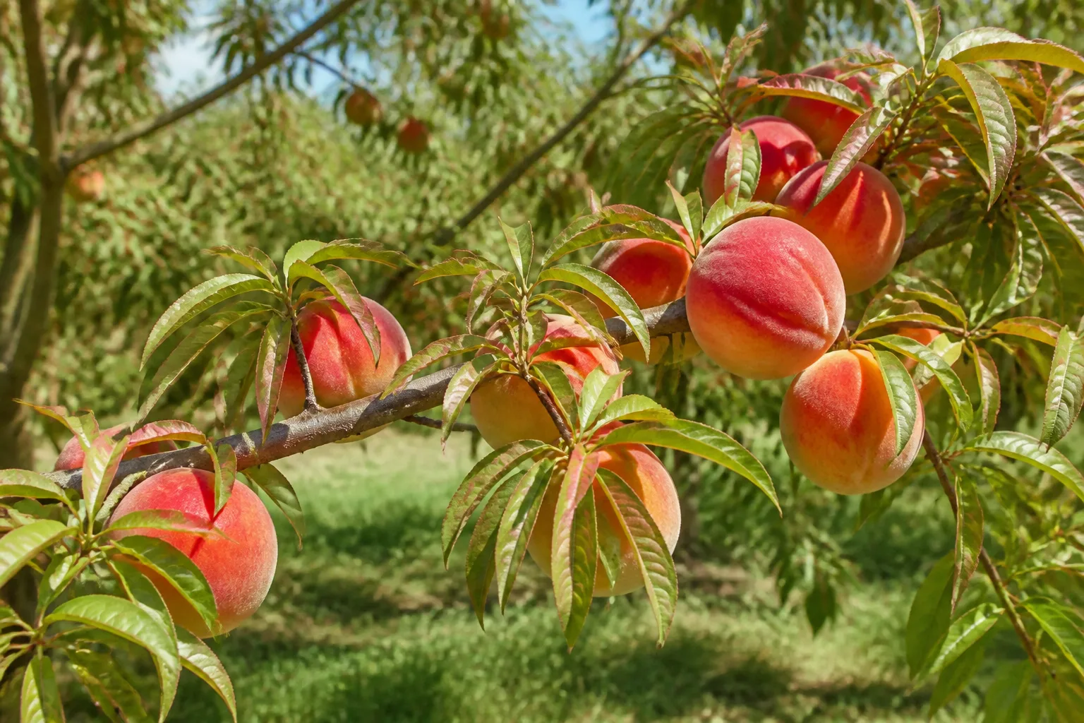 Contender peach tree branch with large ripe yellow-red peaches in a sunny northern orchard
