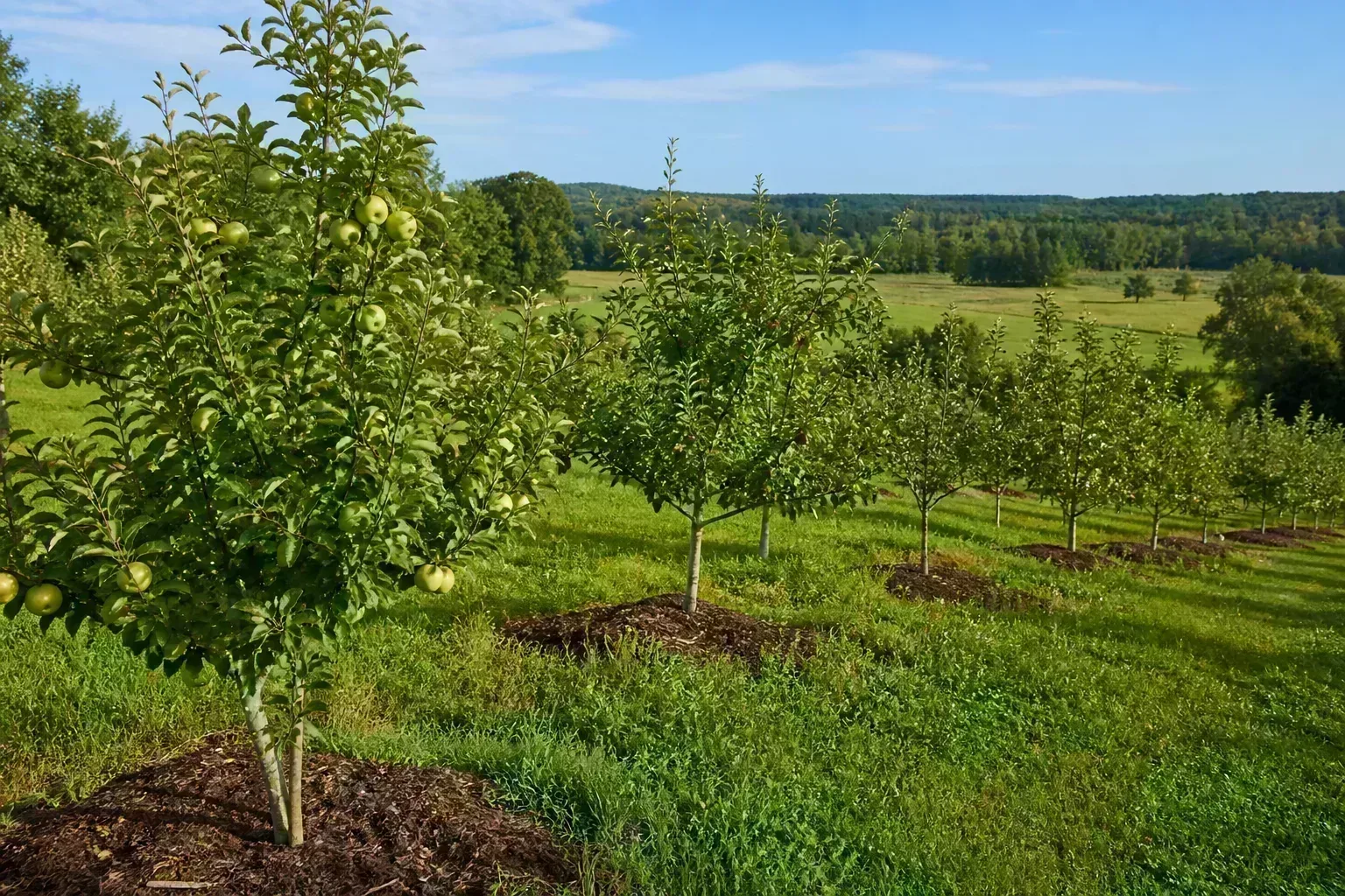 Cold-climate backyard fruit orchard with young apple and cherry trees on a sunny hillside with mulched rows