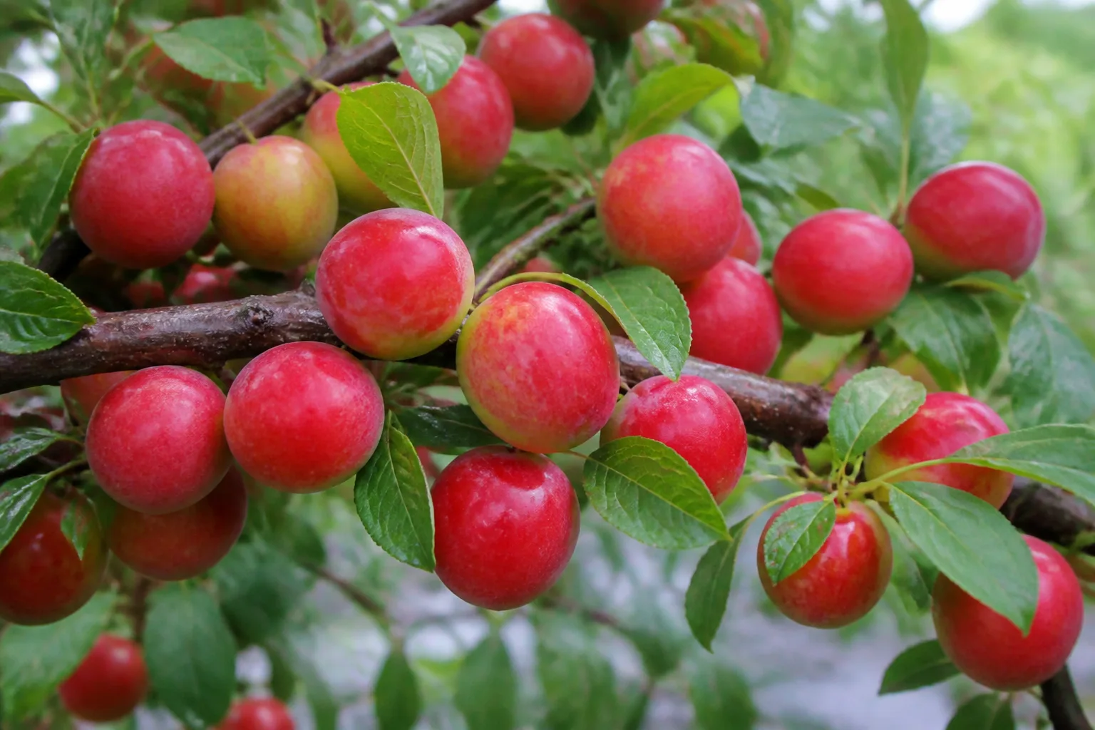 Toka plum tree branch with small red-skinned plums ripening in a northern backyard orchard