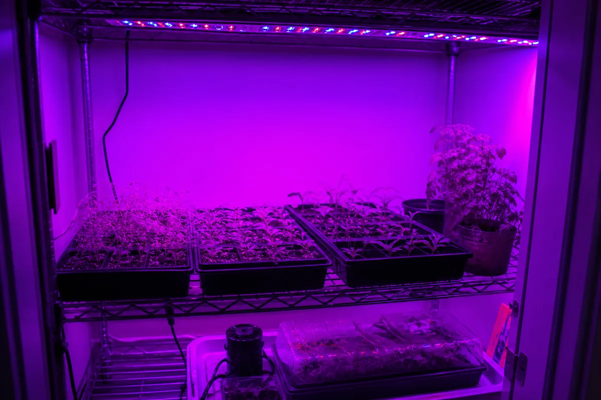 Pink-purple blurple LED grow lights over seedlings in an enclosed utility rack