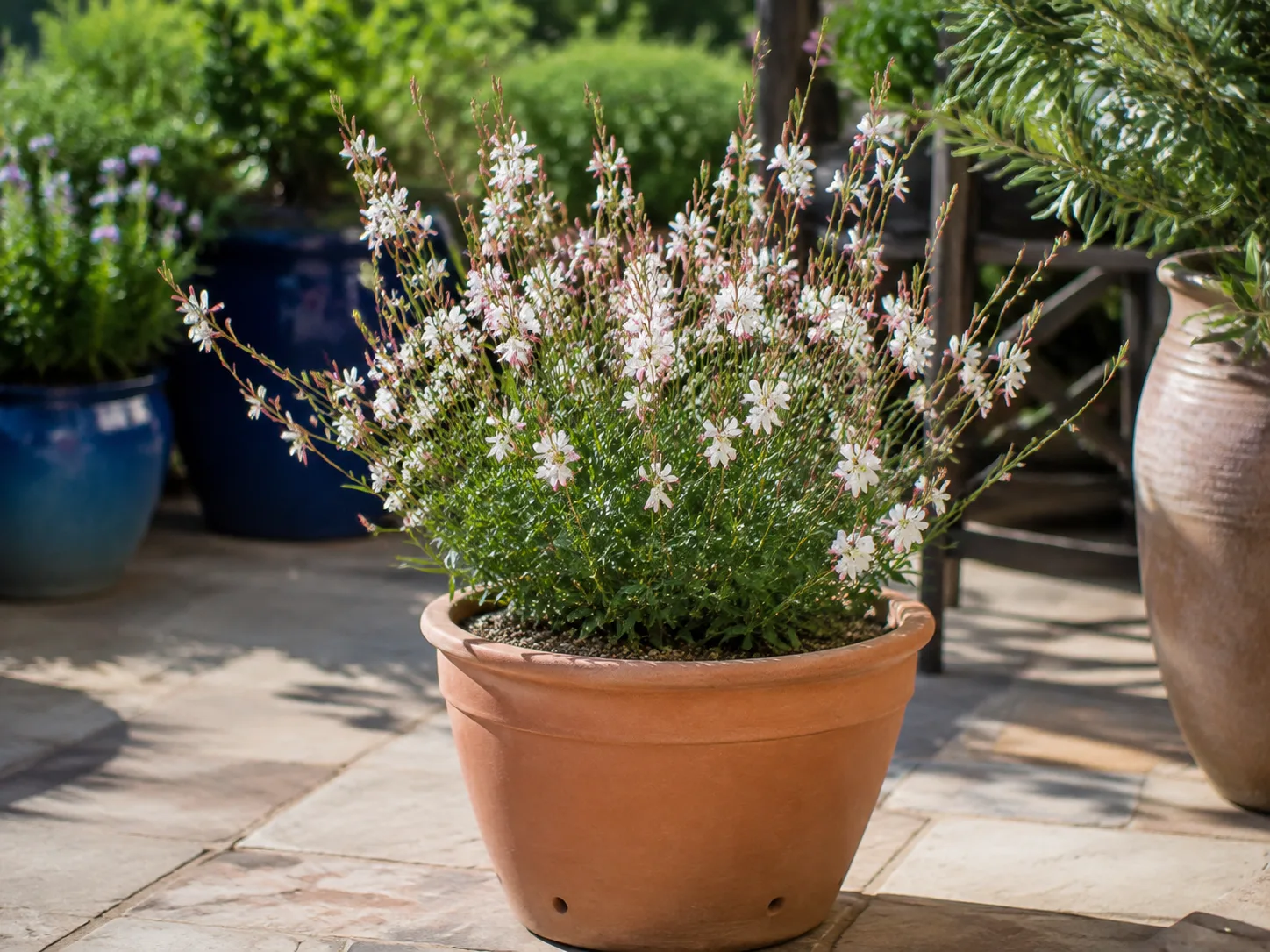 A compact gaura blooming in a deep, well-drained container on a sunny patio