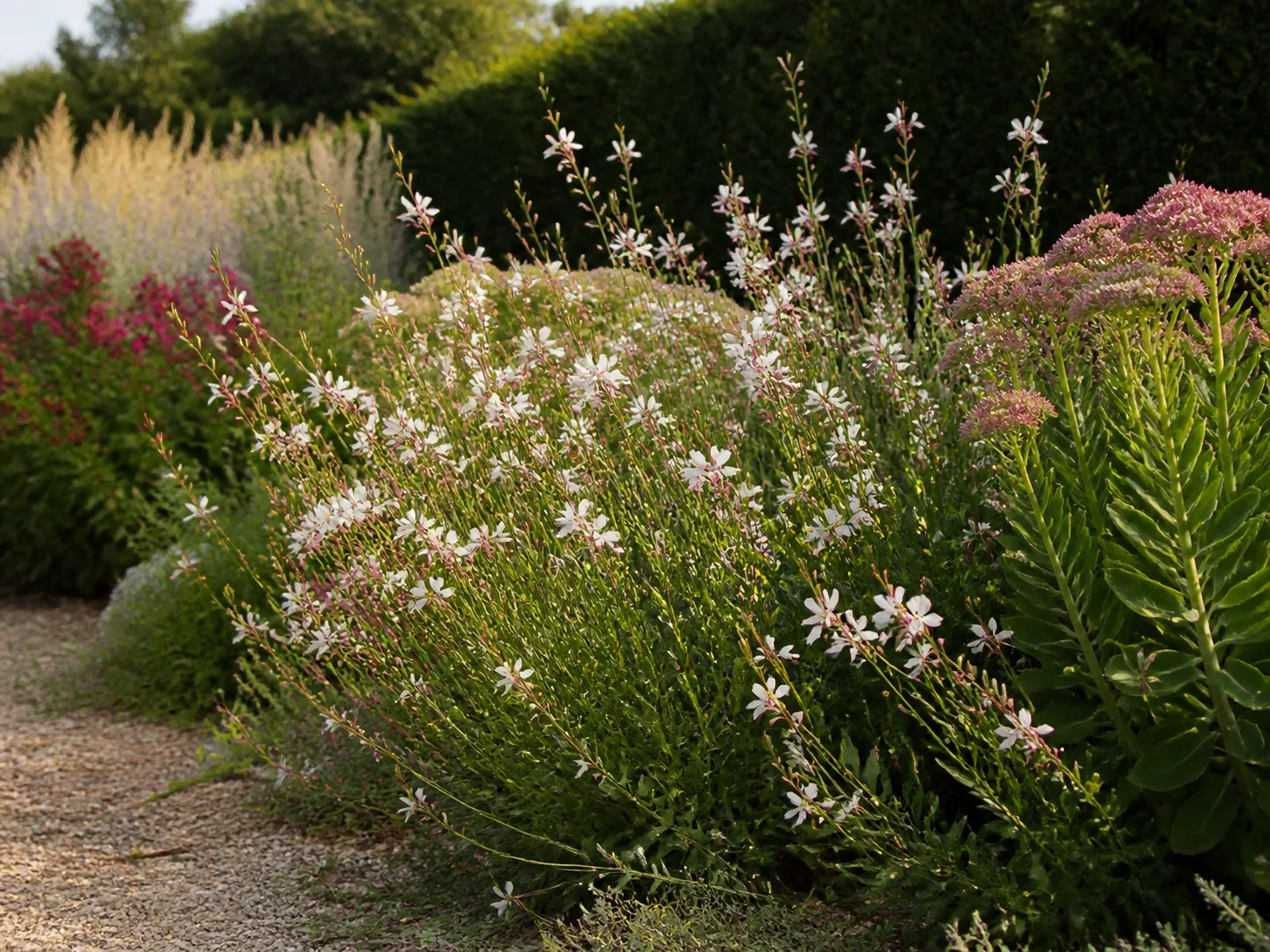 A healthy gaura planting in a sunny, well-drained perennial border with gravelly soil and upright companion plants