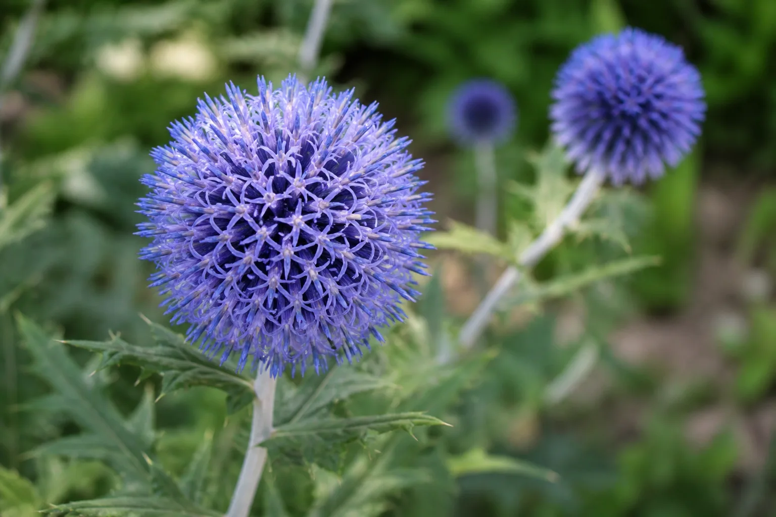 Close-up of a deep steel-blue globe thistle flower head with silvery stem and spiny gray-green leaves