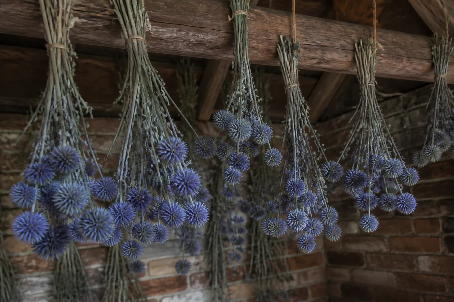 Bundles of dried globe thistle blue flower heads hanging upside down to preserve color