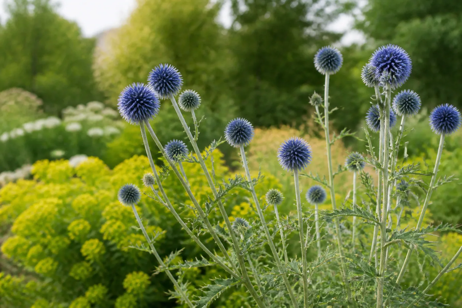 Steel-blue globe thistle flower spheres on silvery stems in a sunny summer perennial border
