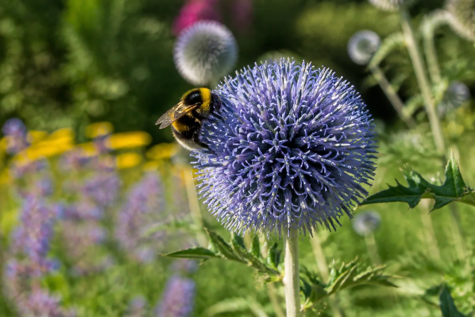 Bumblebee visiting a steel-blue globe thistle flower in a sunny pollinator garden