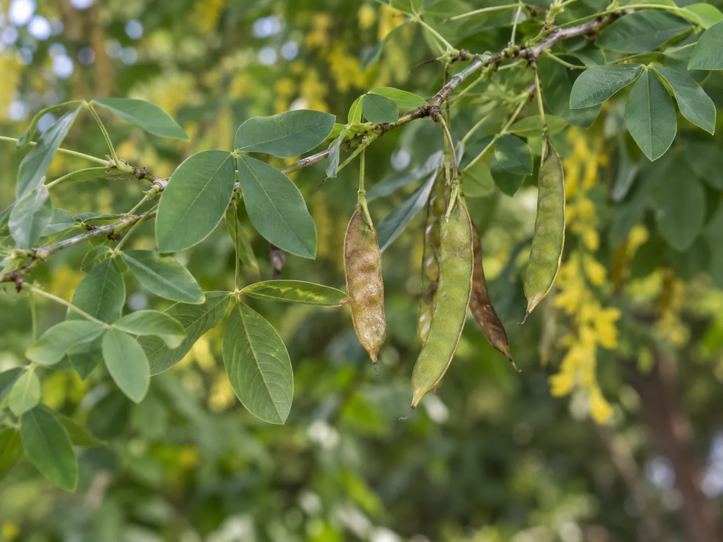 Flattened green and brown golden chain tree seed pods hanging among trifoliate Laburnum leaves