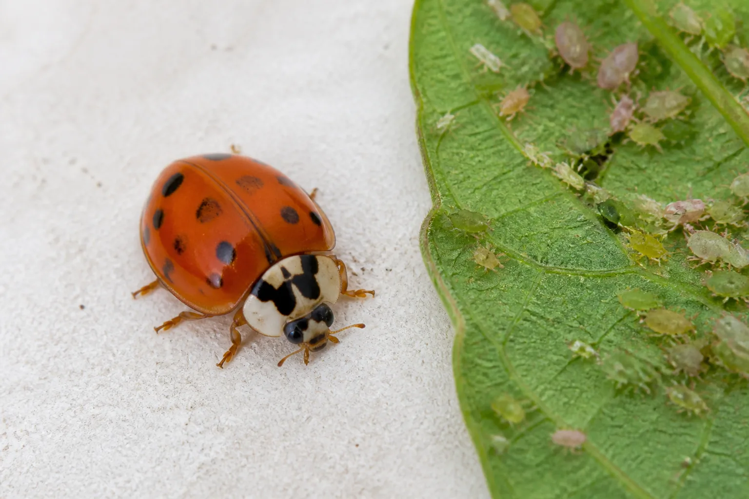 Identify The Beetle Before You Treat It for identify the beetle before you treat it
