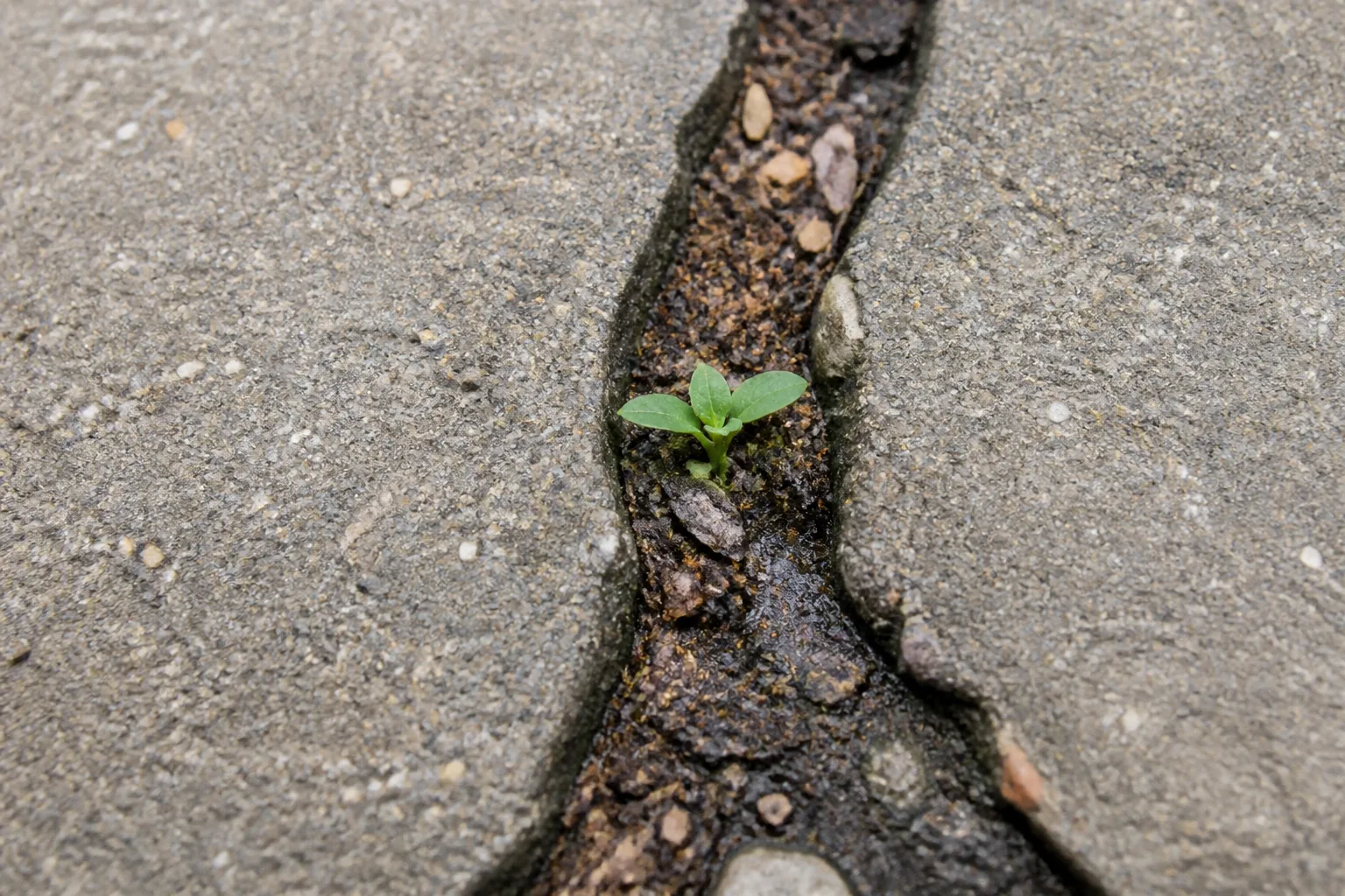 Why Weeds Keep Coming Back In Pavement Cracks for why weeds keep coming back in pavement cracks