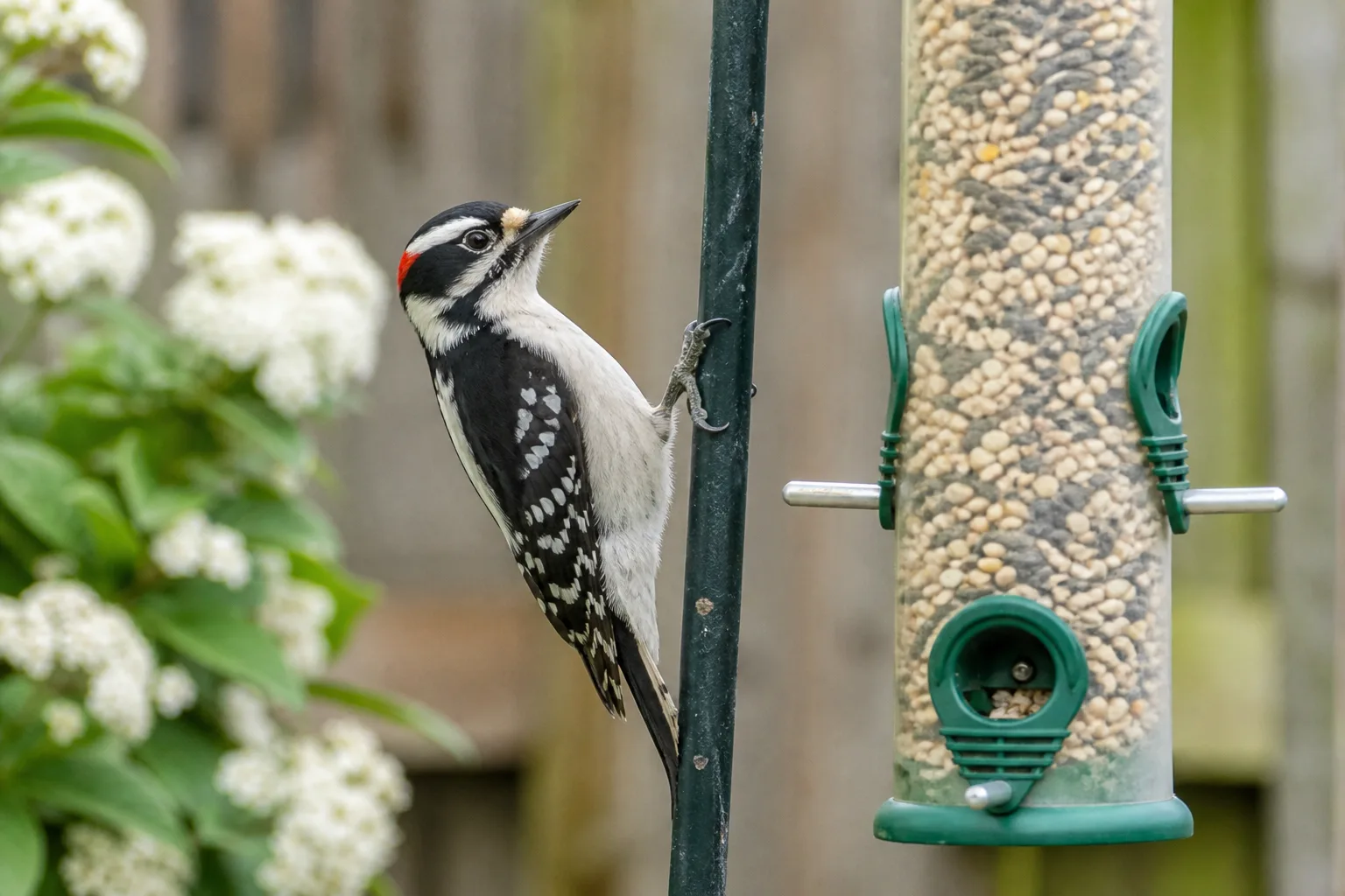 Small downy woodpecker clinging vertically to a metal bird feeder pole beside a tube feeder