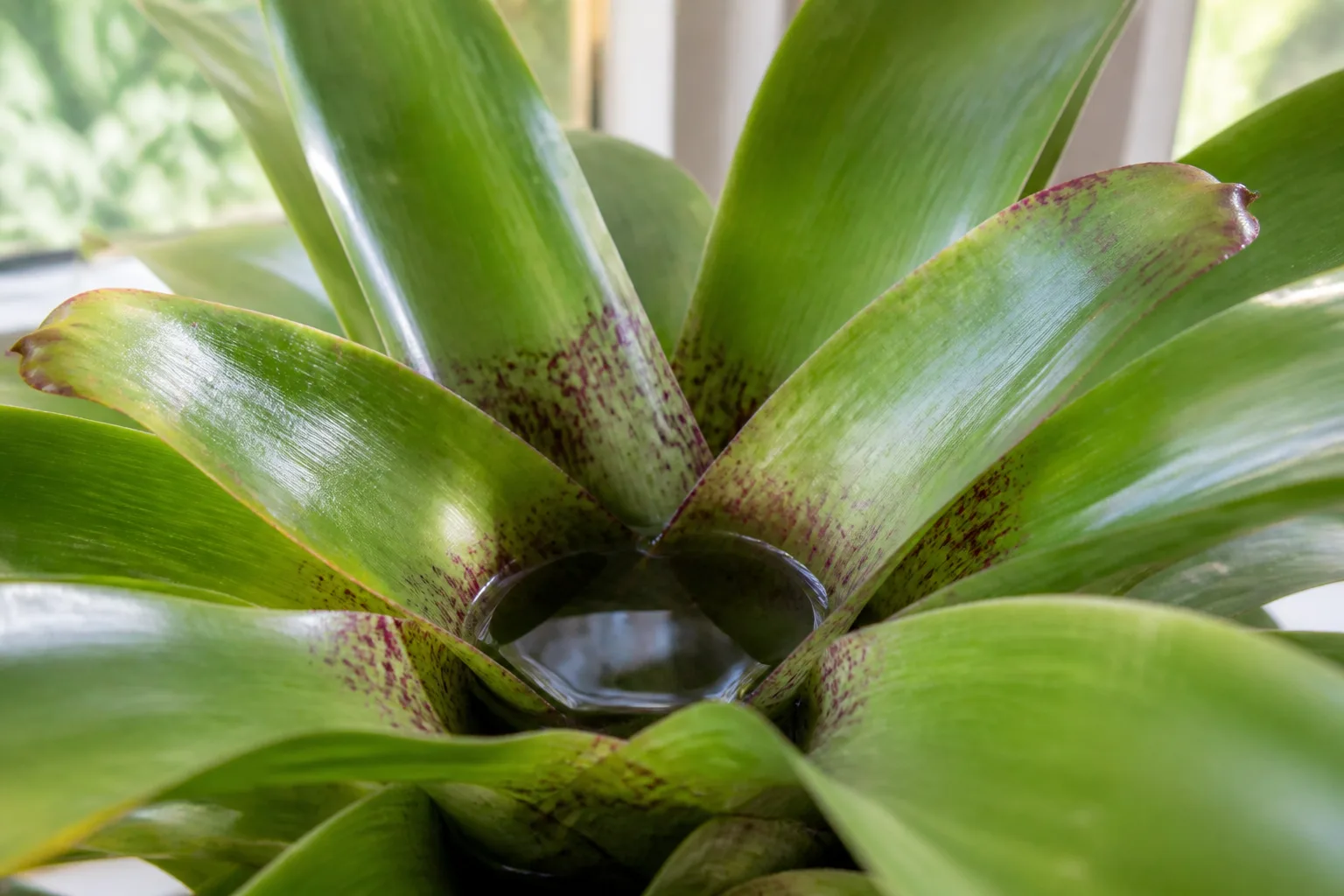Bromeliad rosette with fresh water in the central cup formed by overlapping leaves