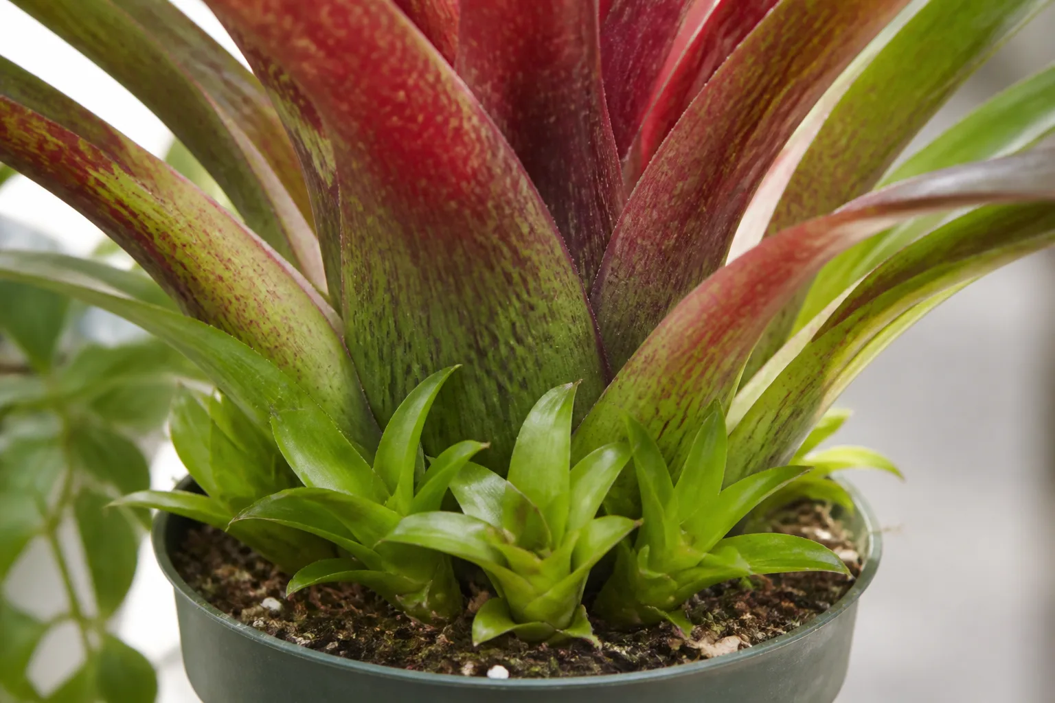 Small green bromeliad pups growing at the base of the mother rosette in a small pot