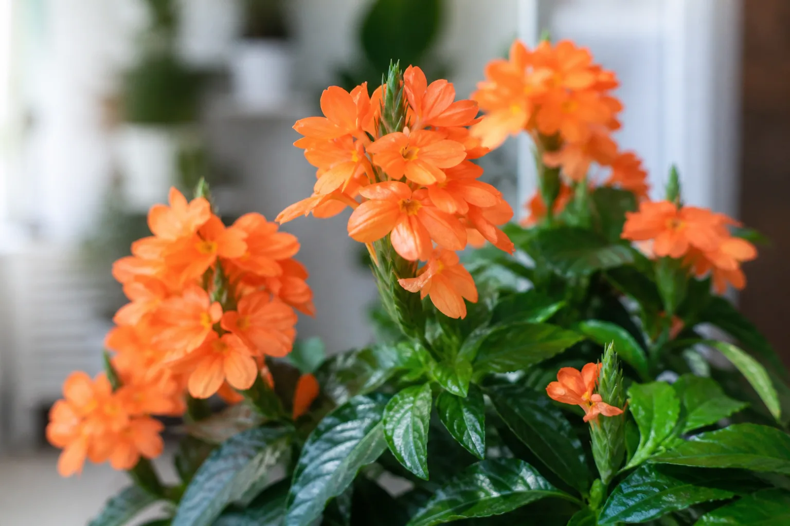 Close-up of orange crossandra tubular flower clusters on glossy green foliage