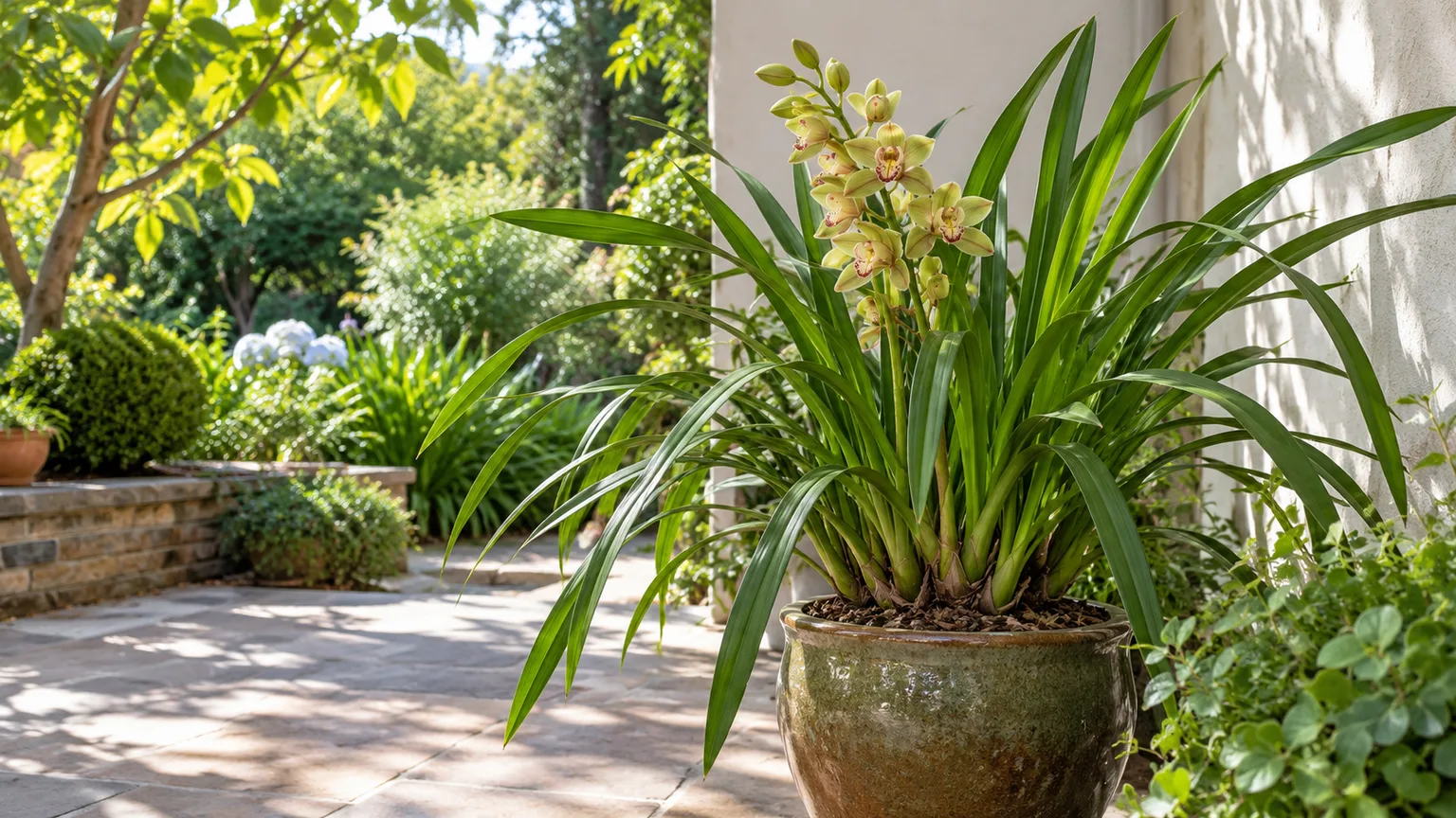 Cymbidium orchid in a sheltered patio position with bright dappled light