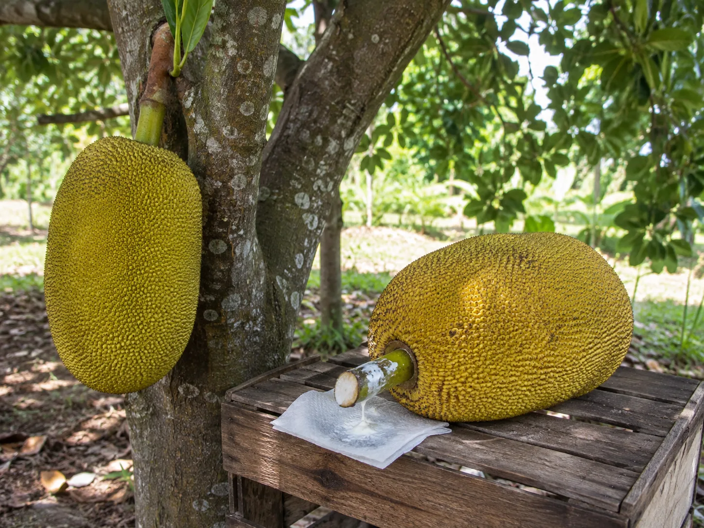 Mature jackfruit on the trunk beside a harvested fruit with its sticky stem contained on paper
