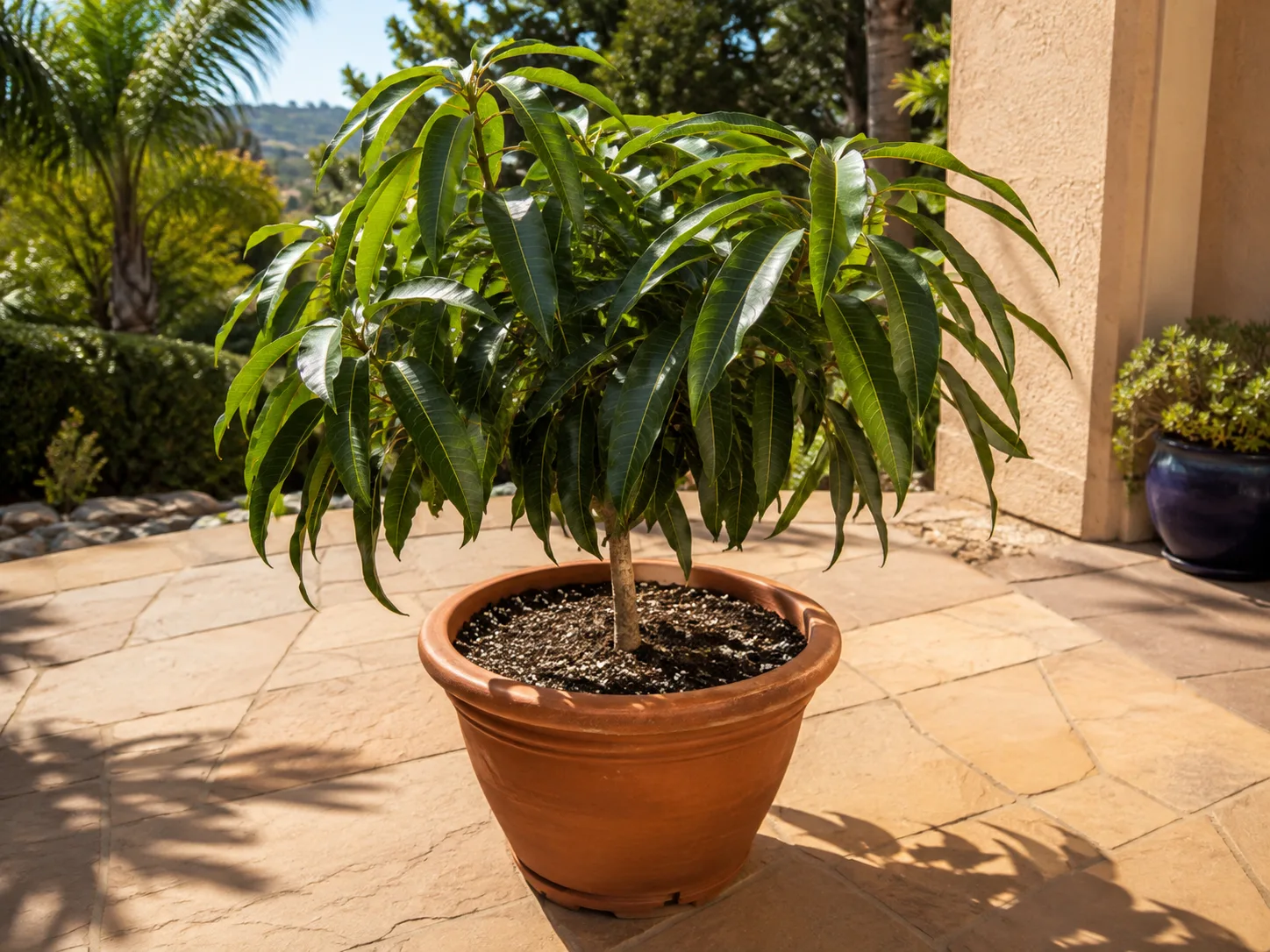 Healthy dwarf mango tree growing in a large terracotta container on a sunny patio
