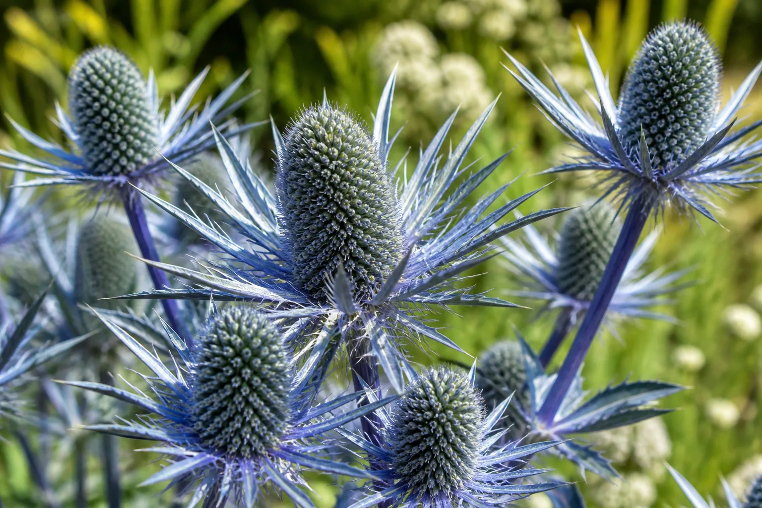 Close-up of steel-blue sea holly flower cones with spiky metallic bracts on branched stems