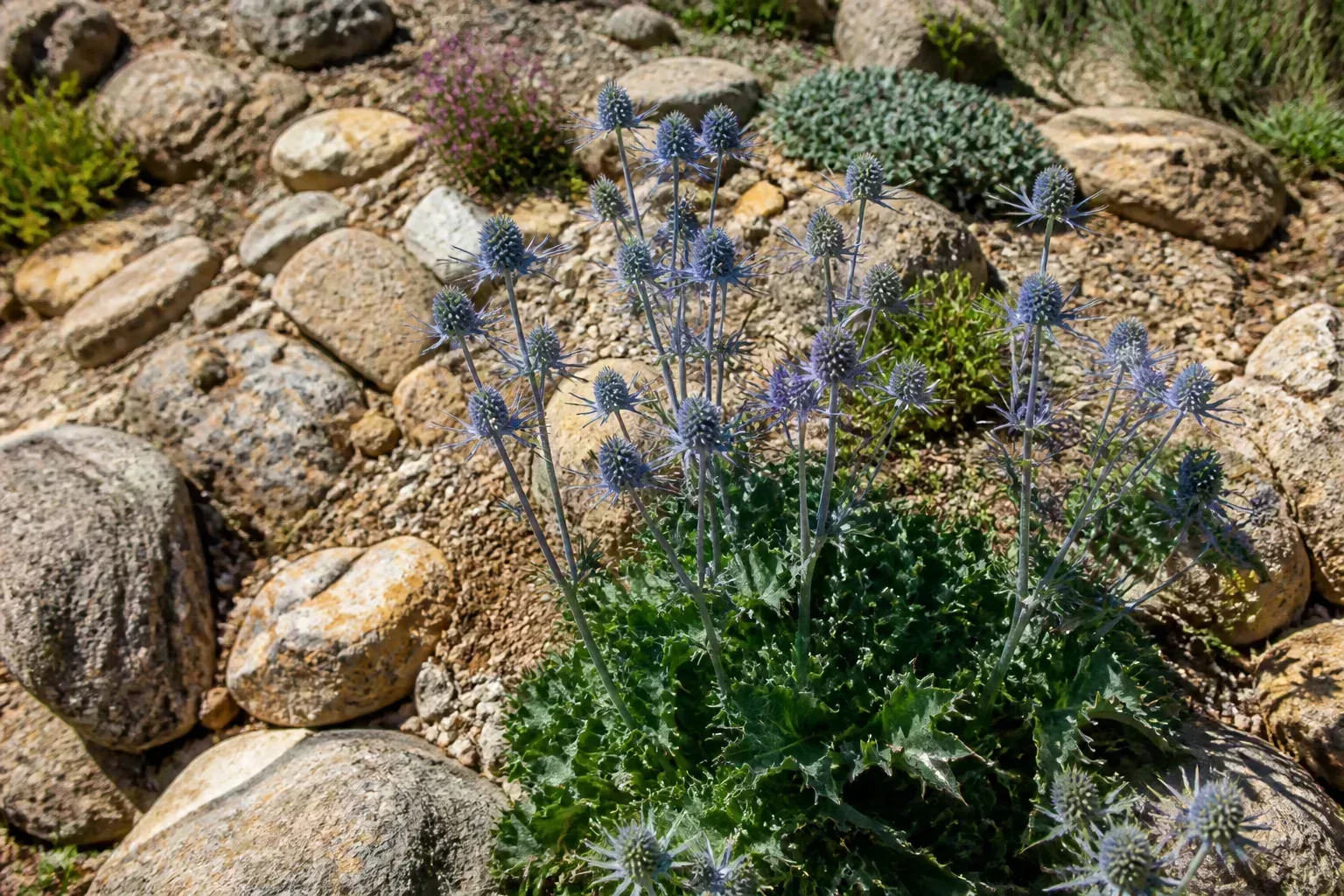 Sea holly growing in a sunny rock garden with sandy soil and stones
