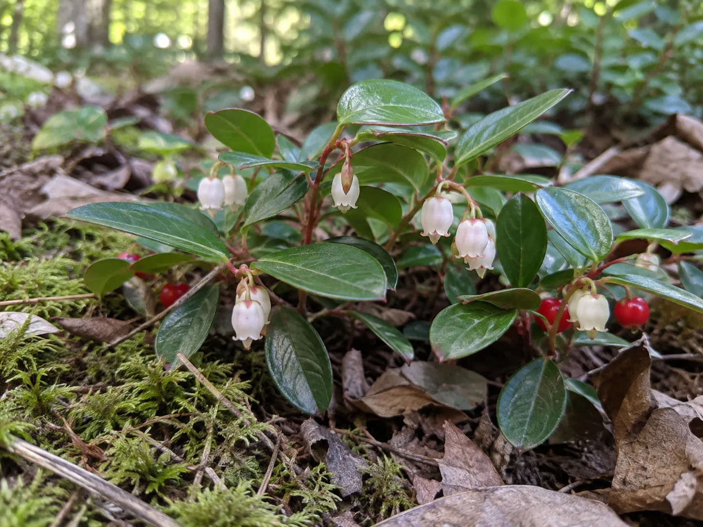 Small urn-shaped wintergreen flowers form close to the glossy leaves before the red fruits develop.